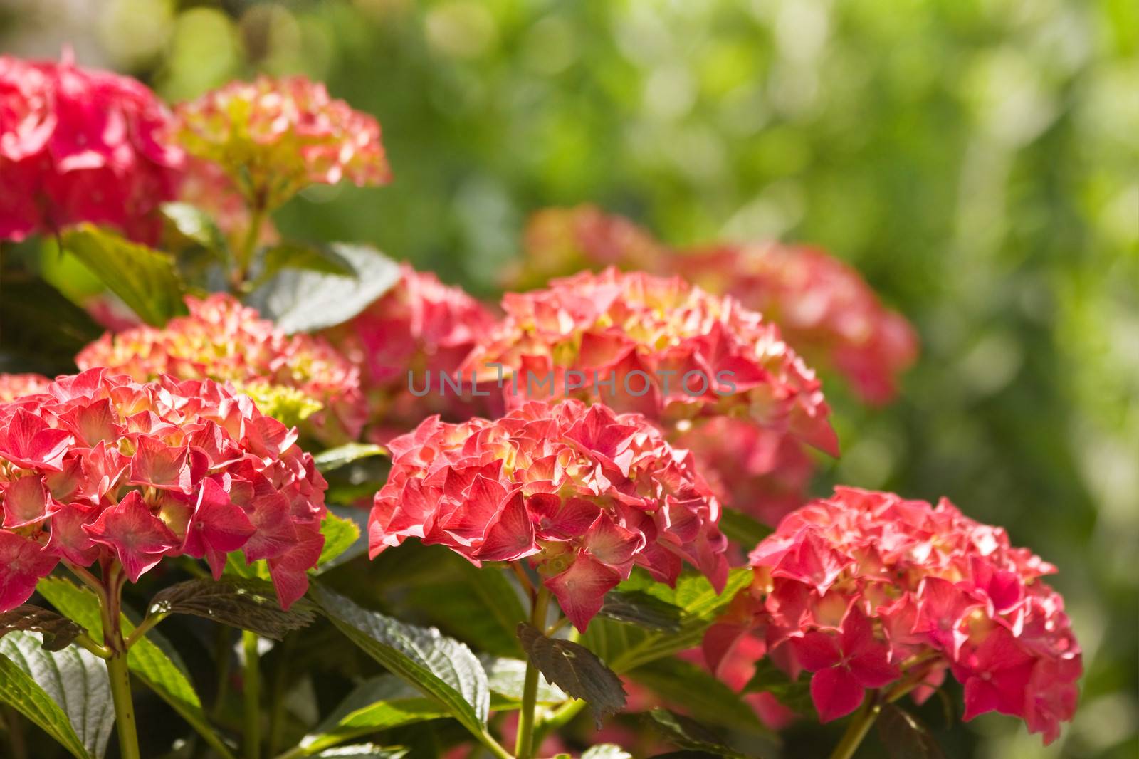 Flamy colors on Hortensia or Hydrangea flowers in summer with bokeh background