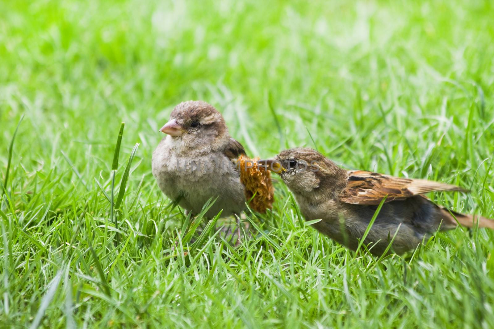 Couple of House sparrows in grass - Female adult House sparrow feeding fly out nestling