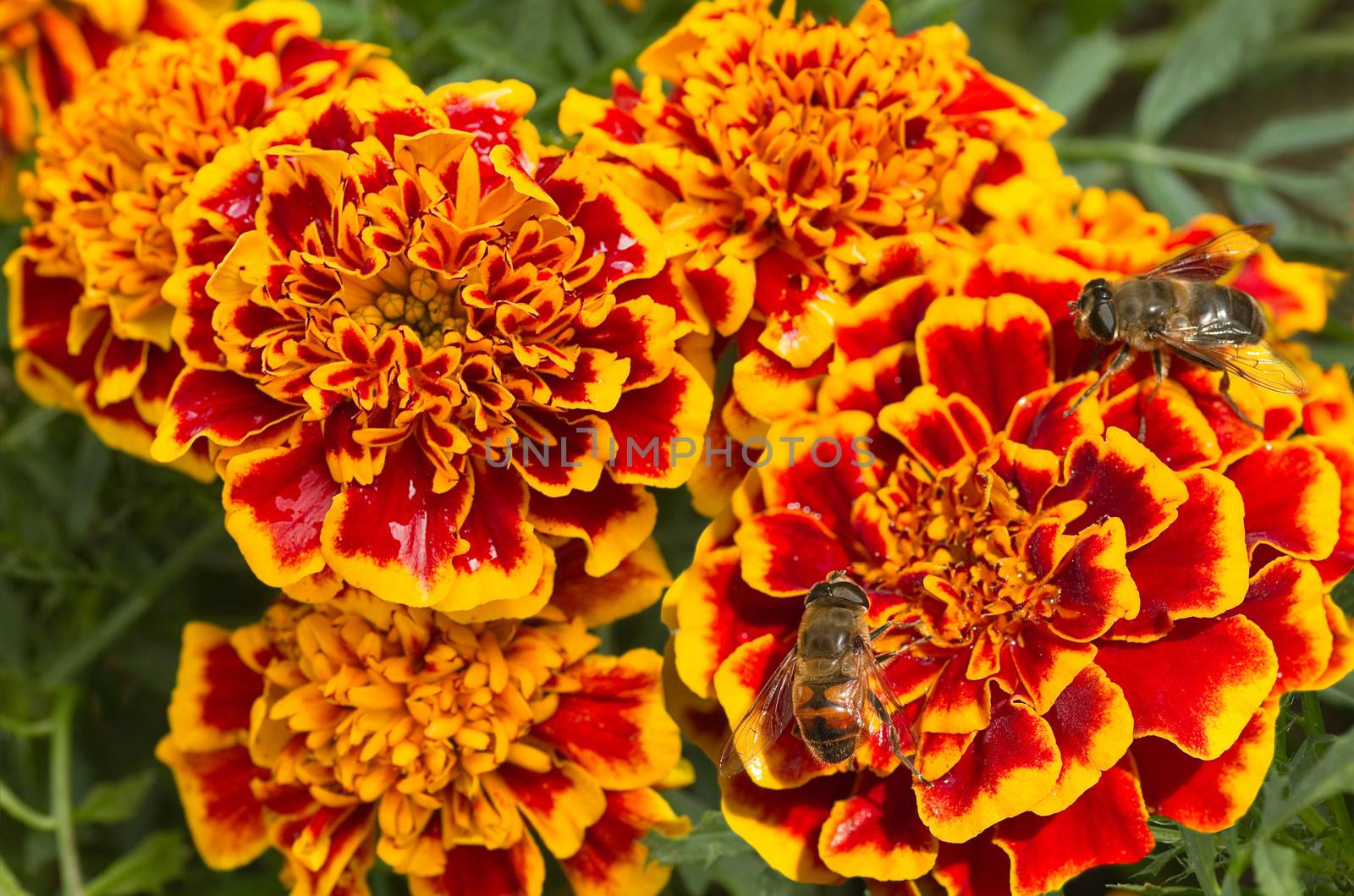 Orange and red French marigold or Tagetes patula with hoverflies in summer