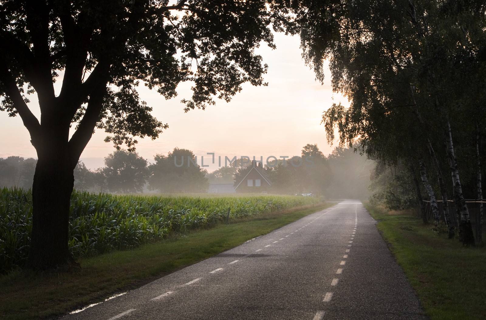 Country road with farm, trees and maize fields at sunrise