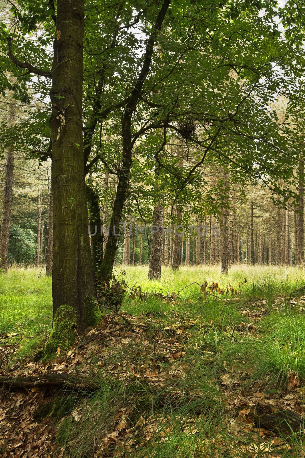 Oak tree in summer with pine forest in background