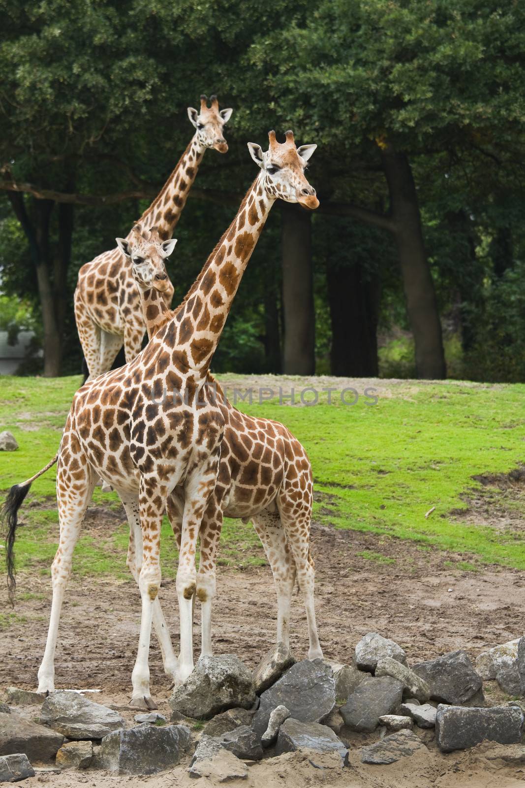 Three giraffes on field with trees in background