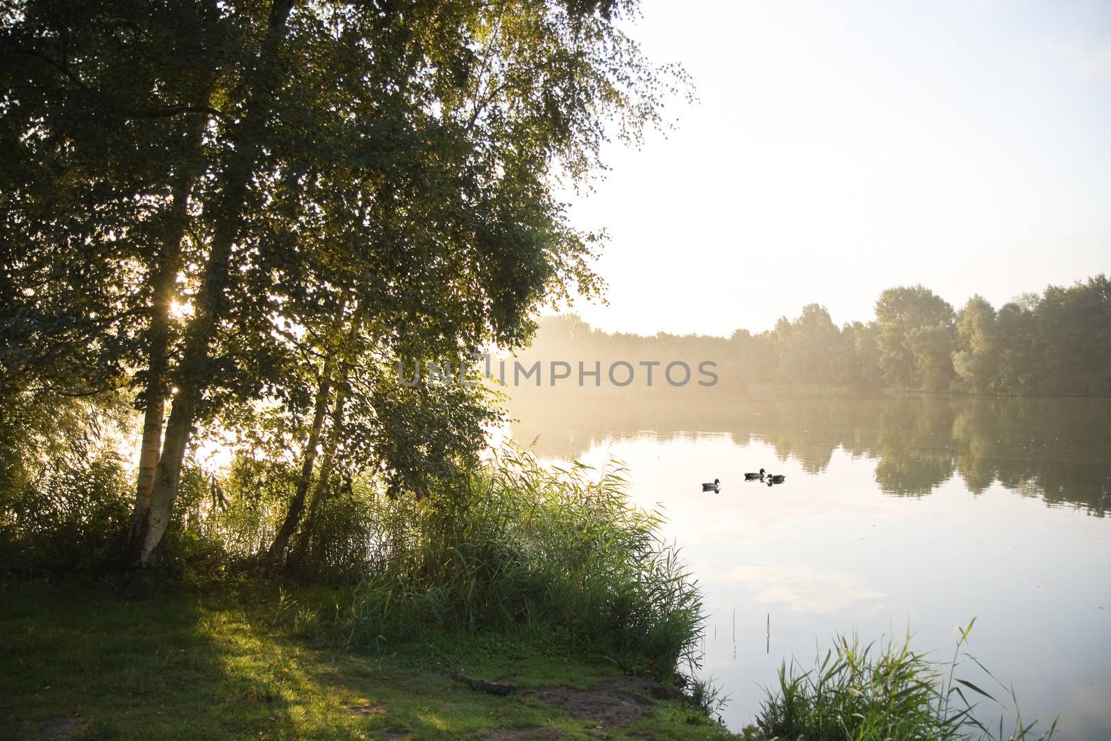 Summer sunrise with morning fog, ducks and birchtrees at the lake 