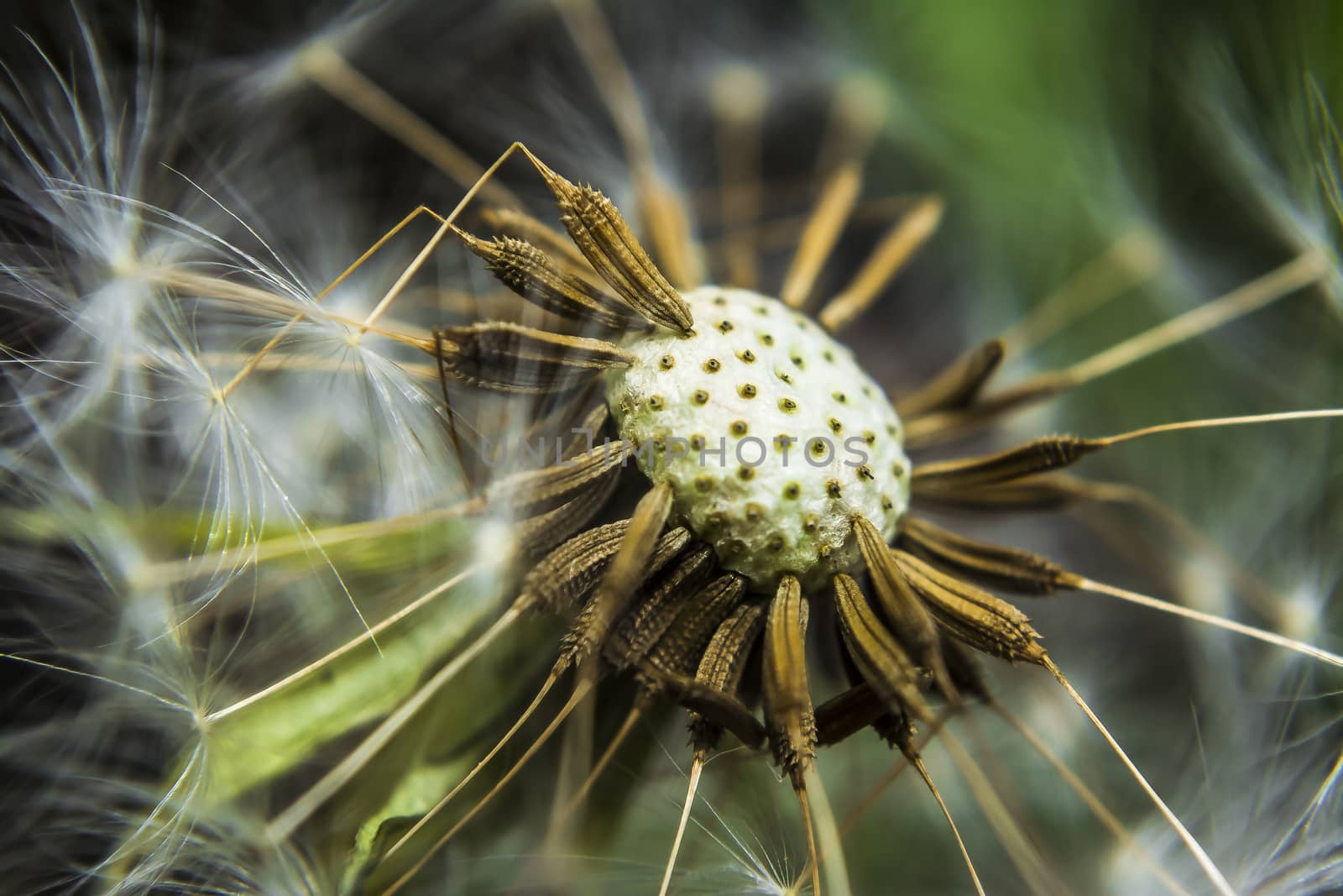 Detail of a dandelion without his seeds