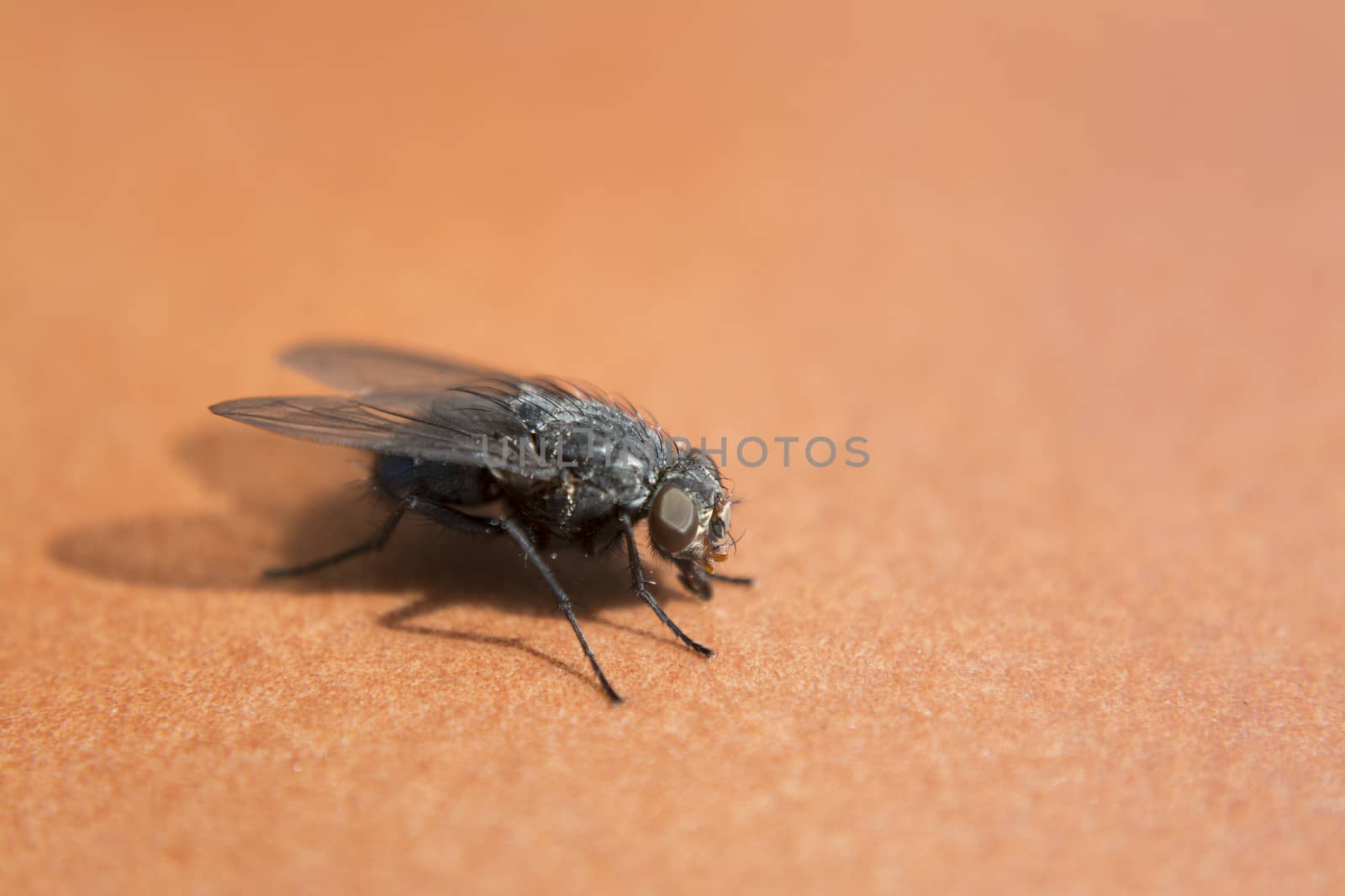 Fly in detail