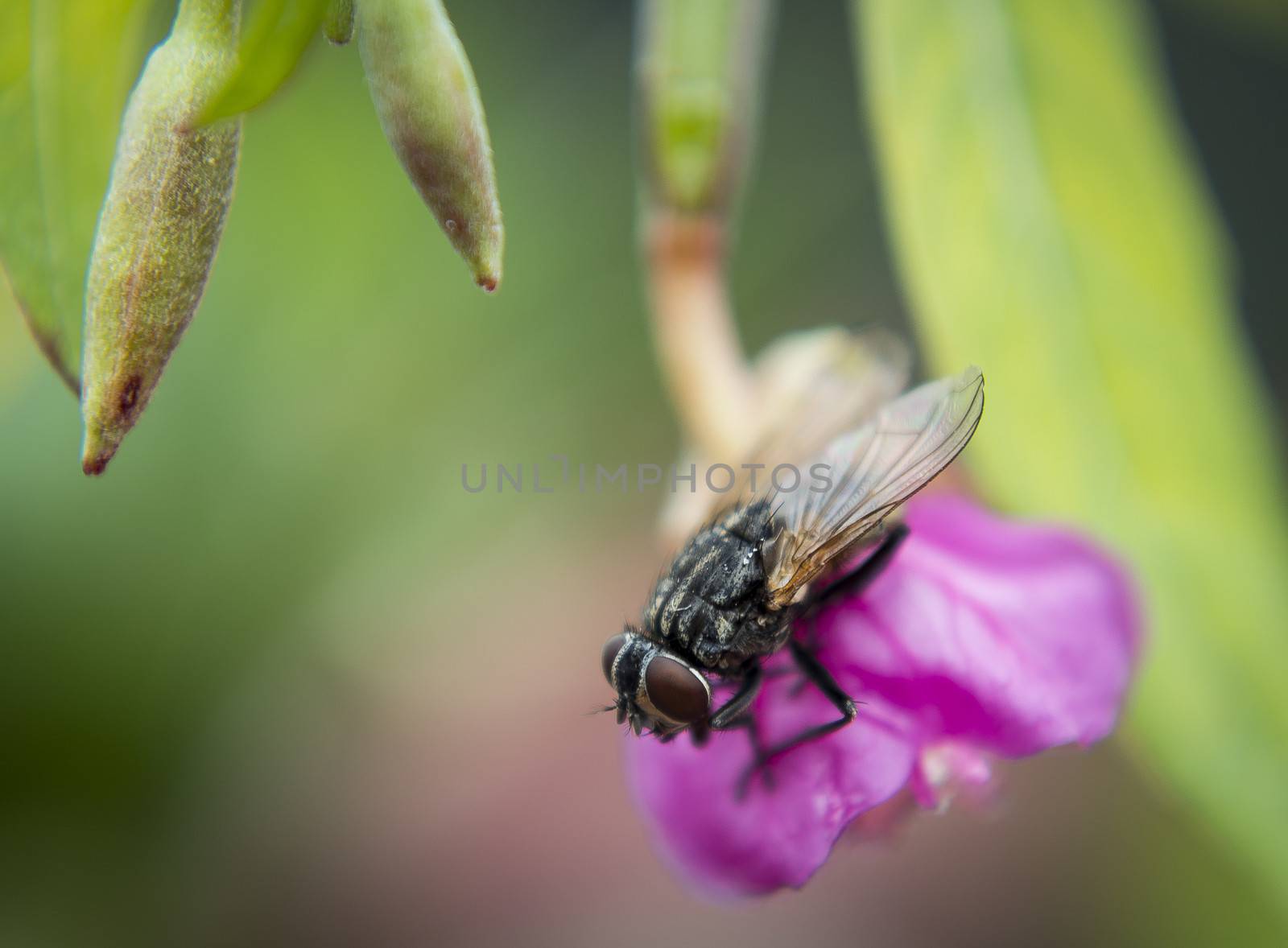 Idle fly and resting on a flower.