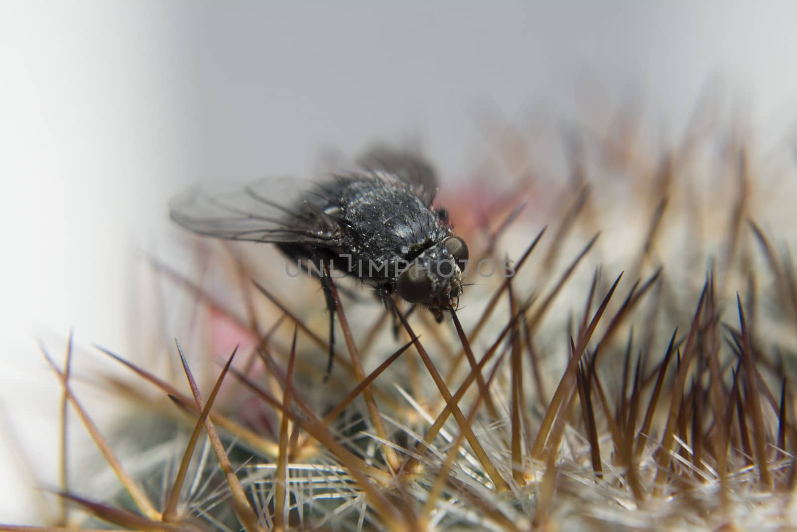 Fly standing on cactus spines