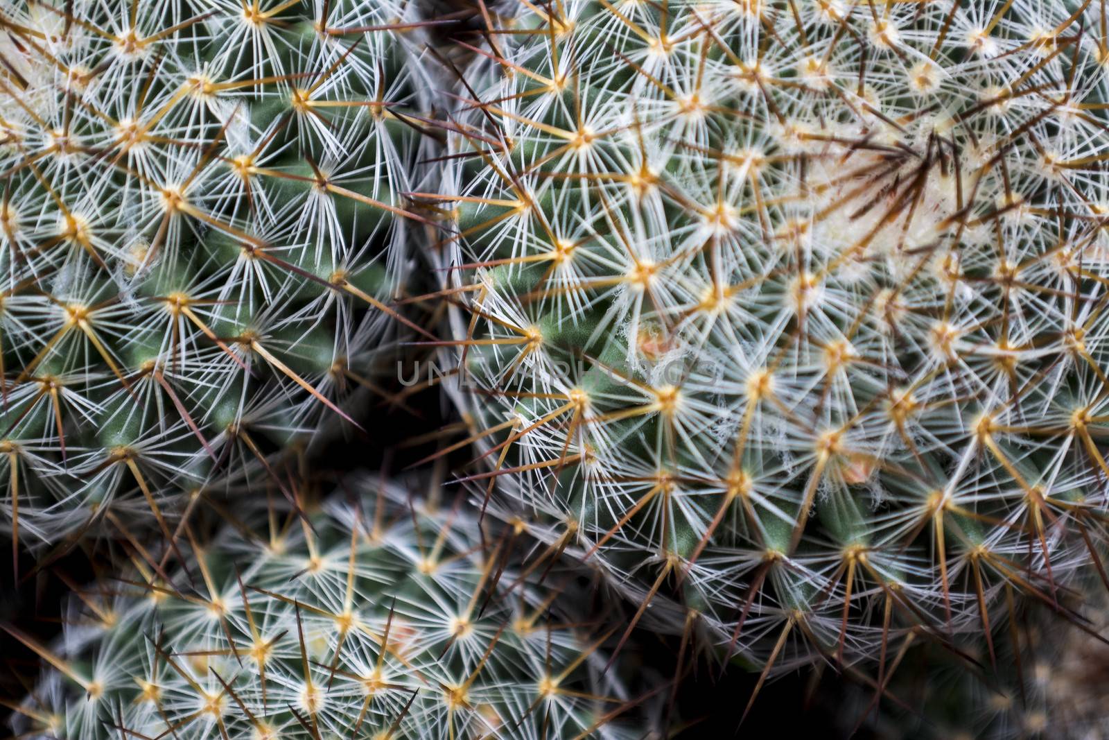 Mexican Round Cactus