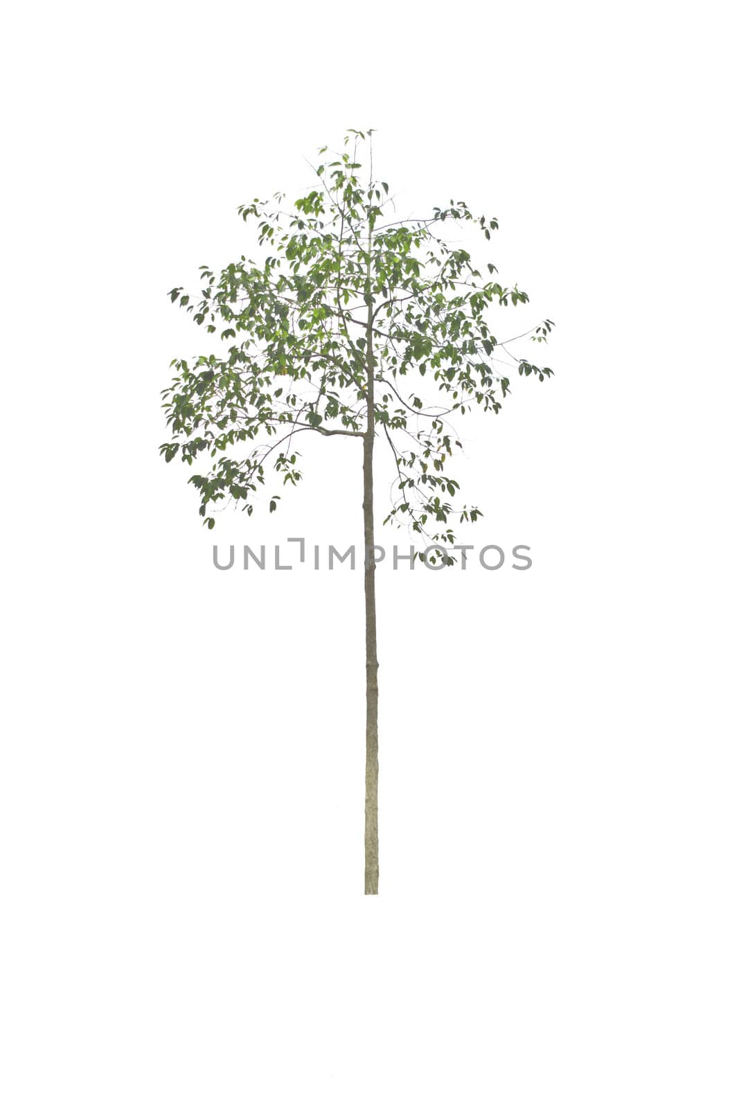 tree on a white background