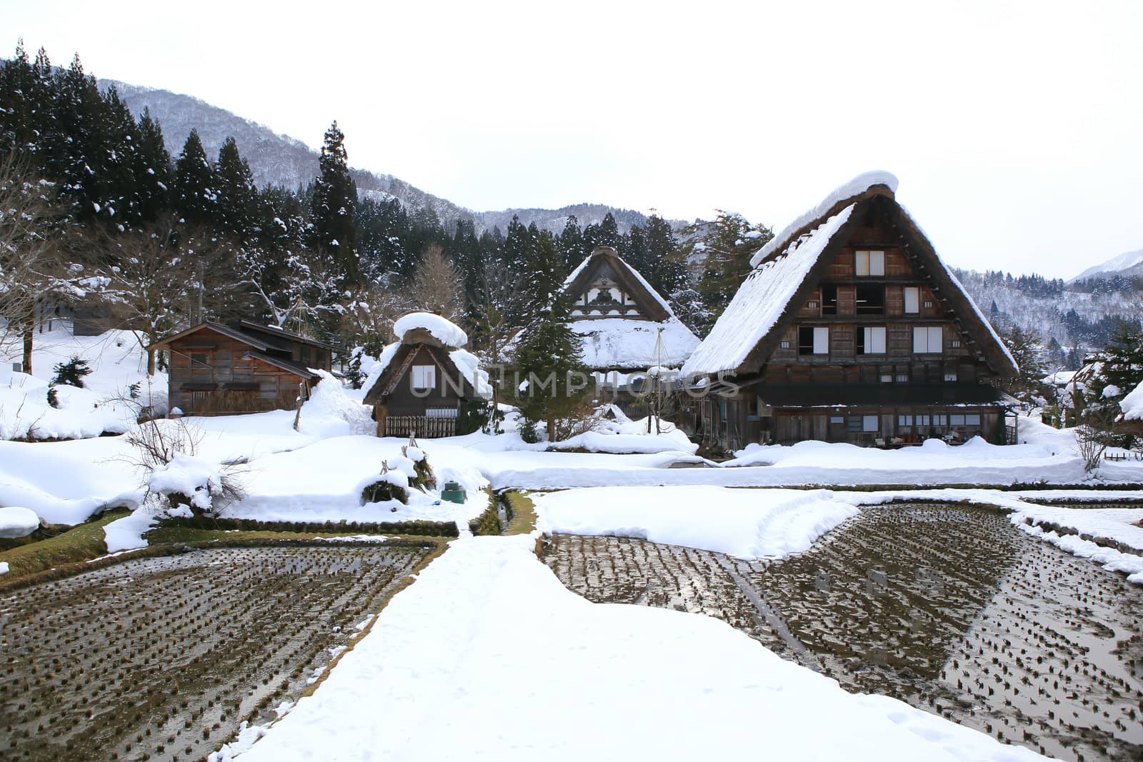 Cottage at Gassho-zukuri Village/Shirakawago:japan