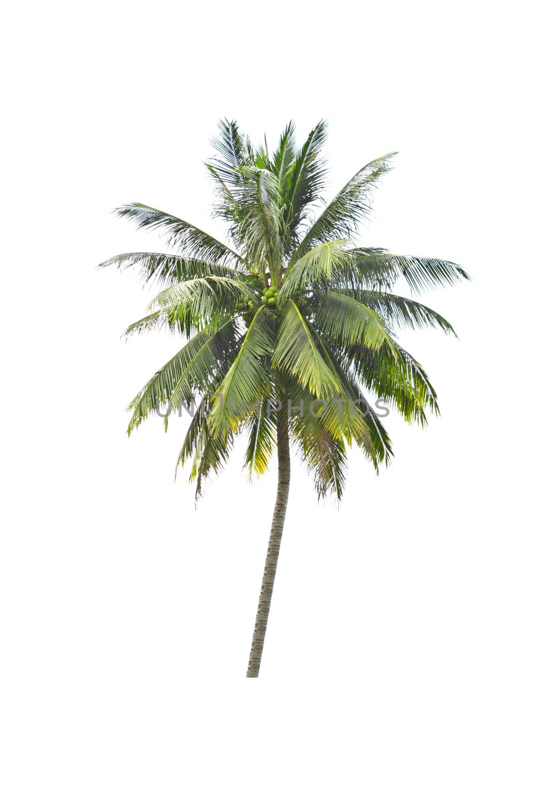 coconut tree on a white background