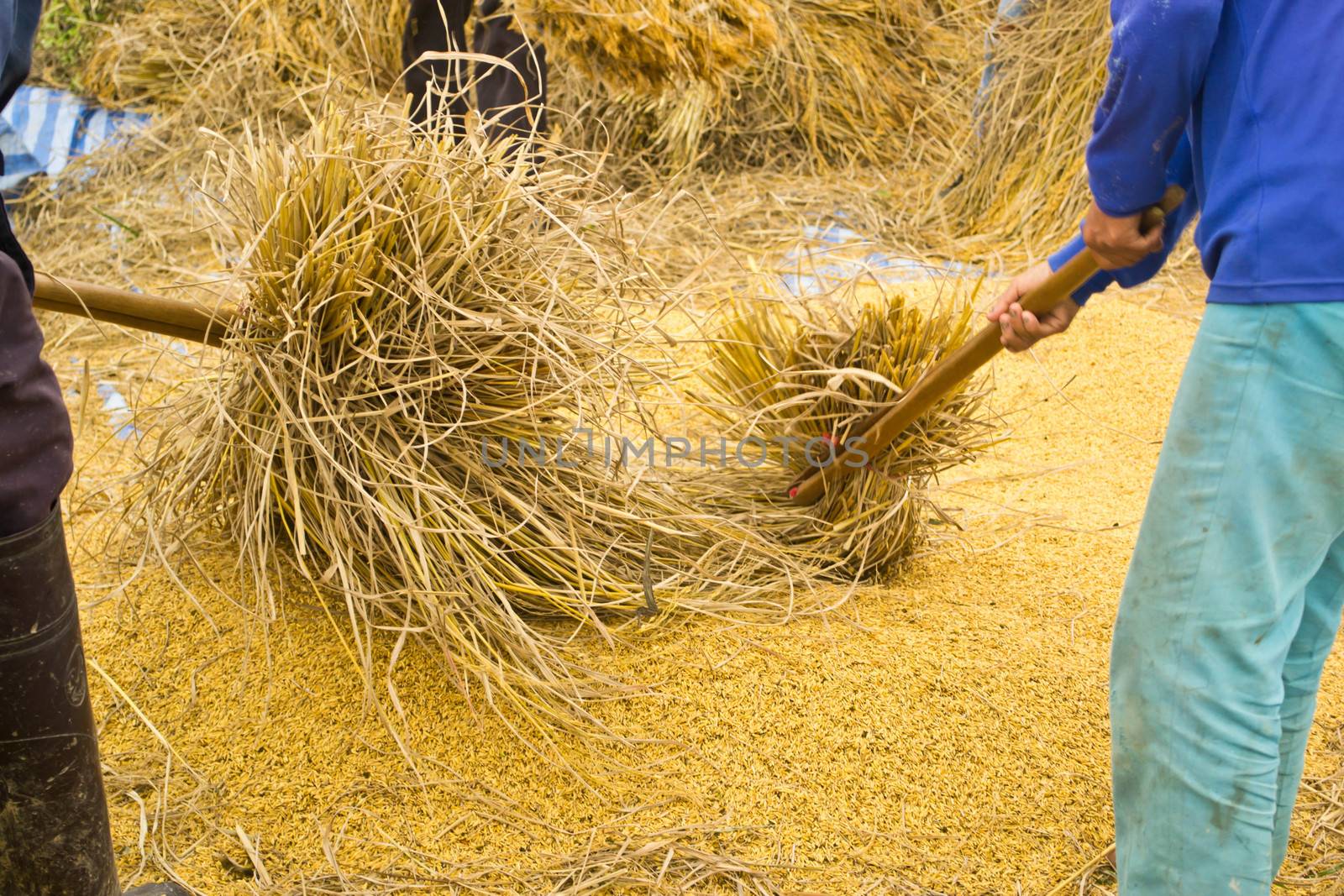 The traditional way of threshing grain in Thailand