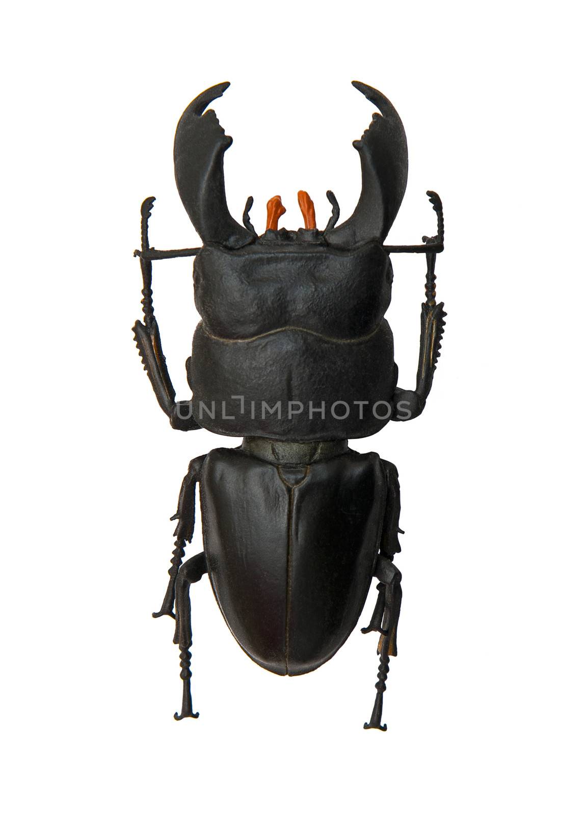 Beetle Dorcus titanus isolated on the white background