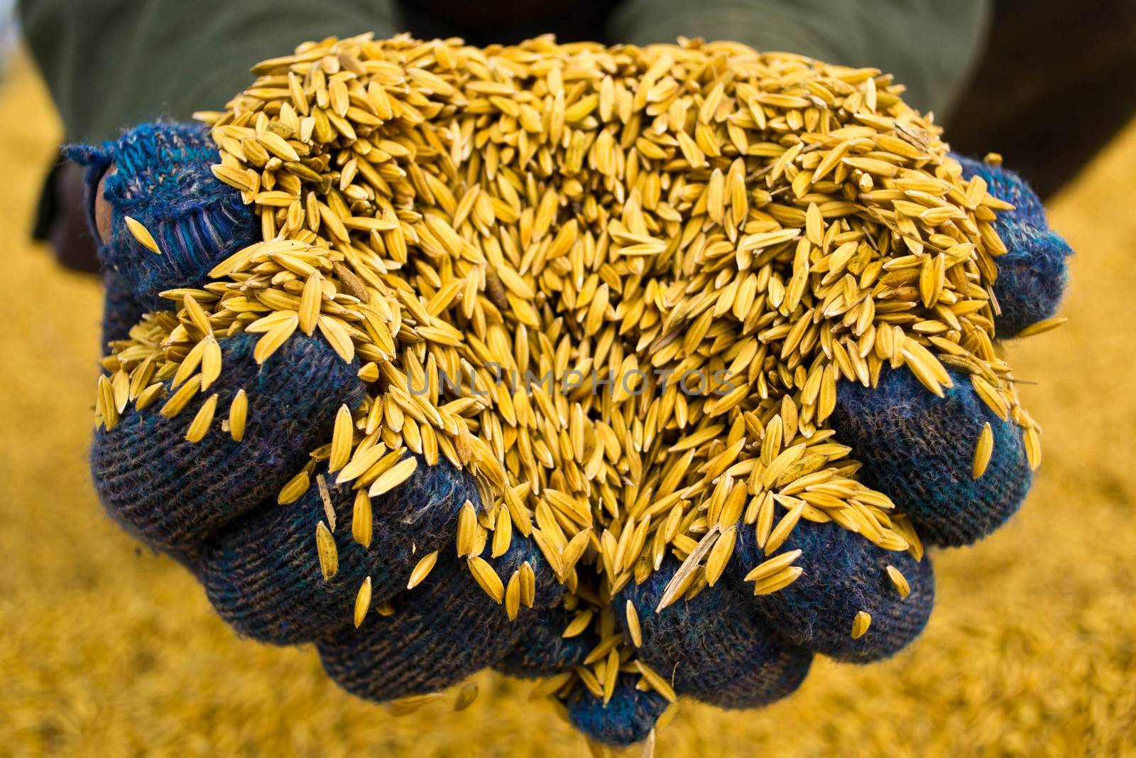 Rice in farmer hands