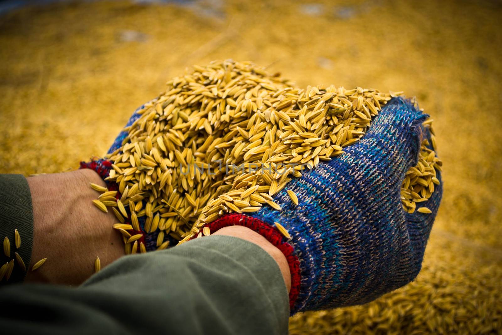 Rice in farmer hands