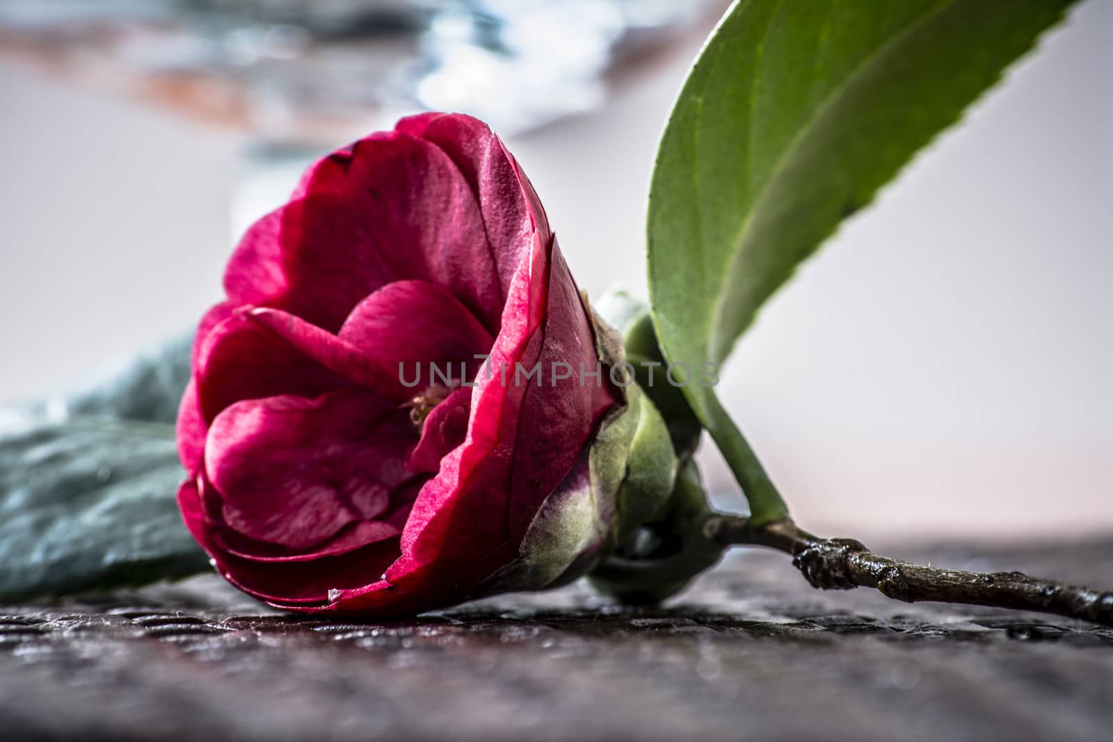 Camellia flower with great detail and contrast