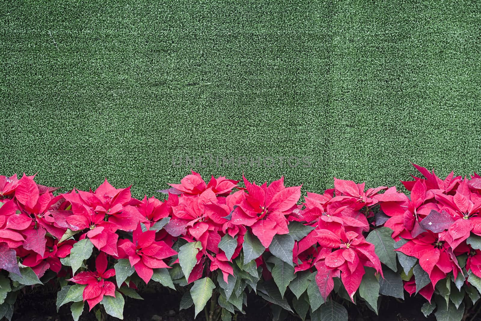 Poinsettia vivid colors with green background and rough texture