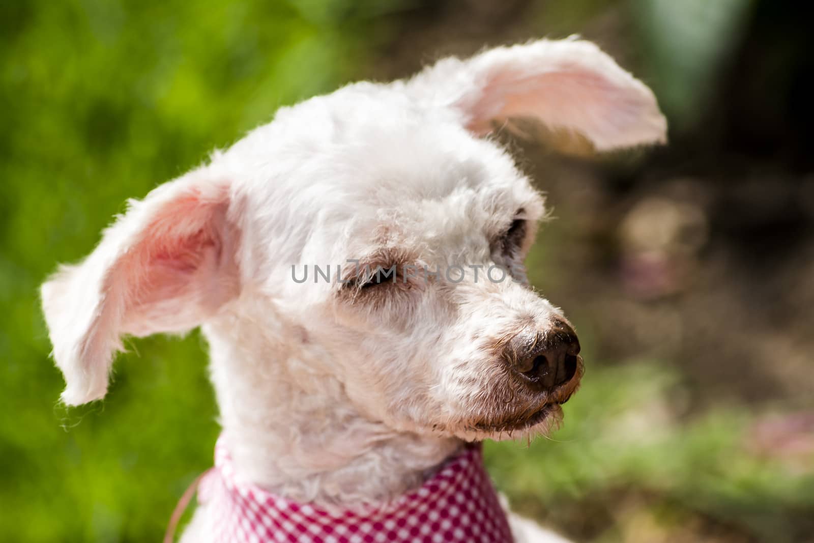 Portrait of a beautiful and cute dog breed poodle. It is in the light of an outdoor garden. His facial expression is curious.