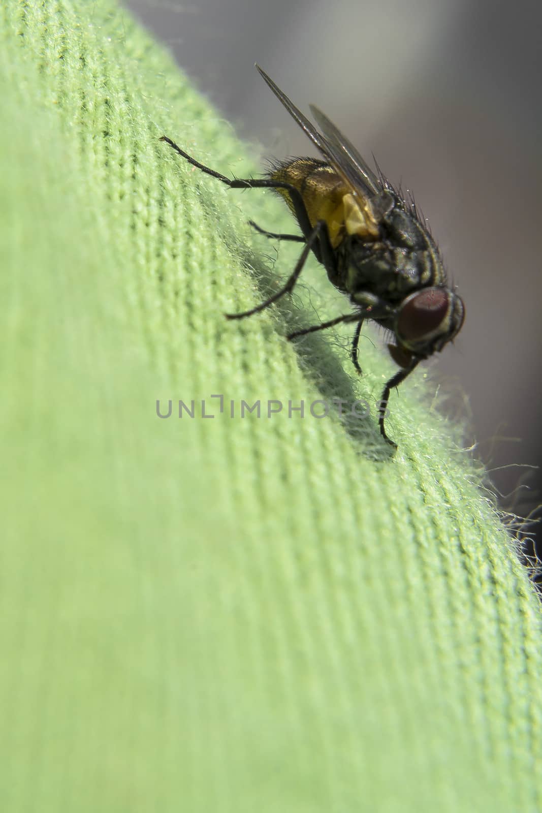 Fly in detail
