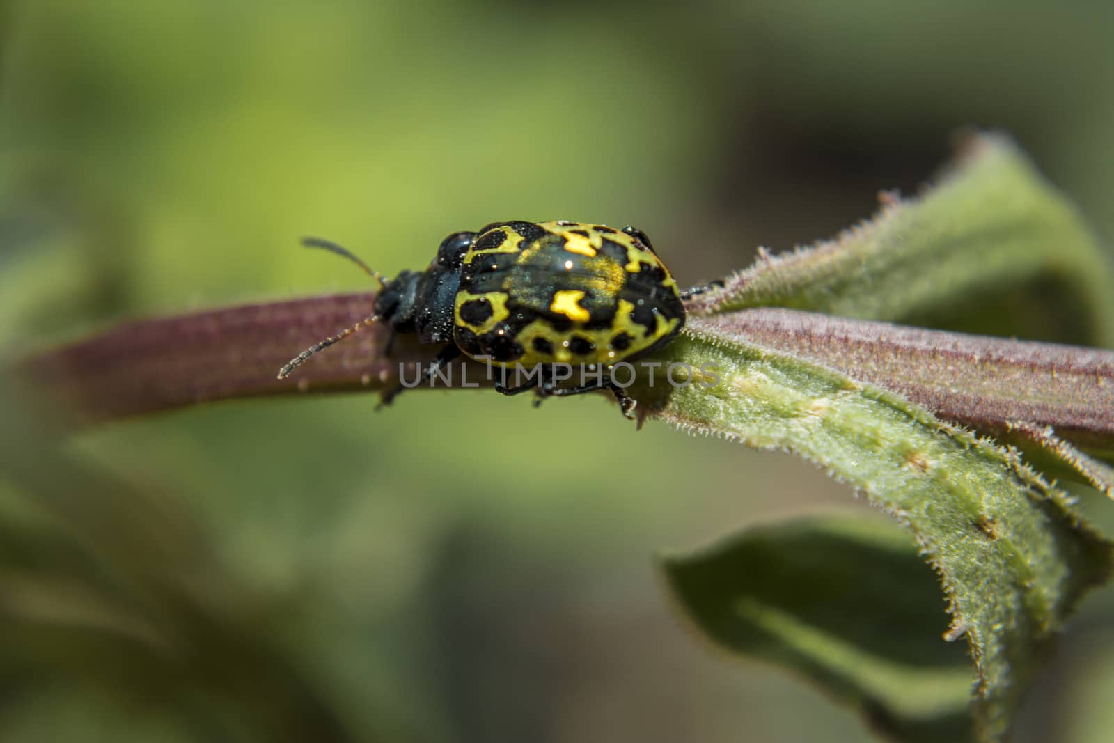 Golden ladybug in the middle of two leafs of a plant pot