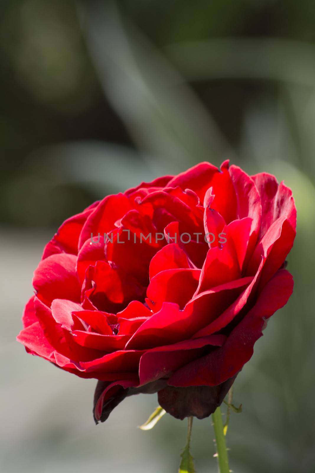 Detail to rose growing with a blurred background