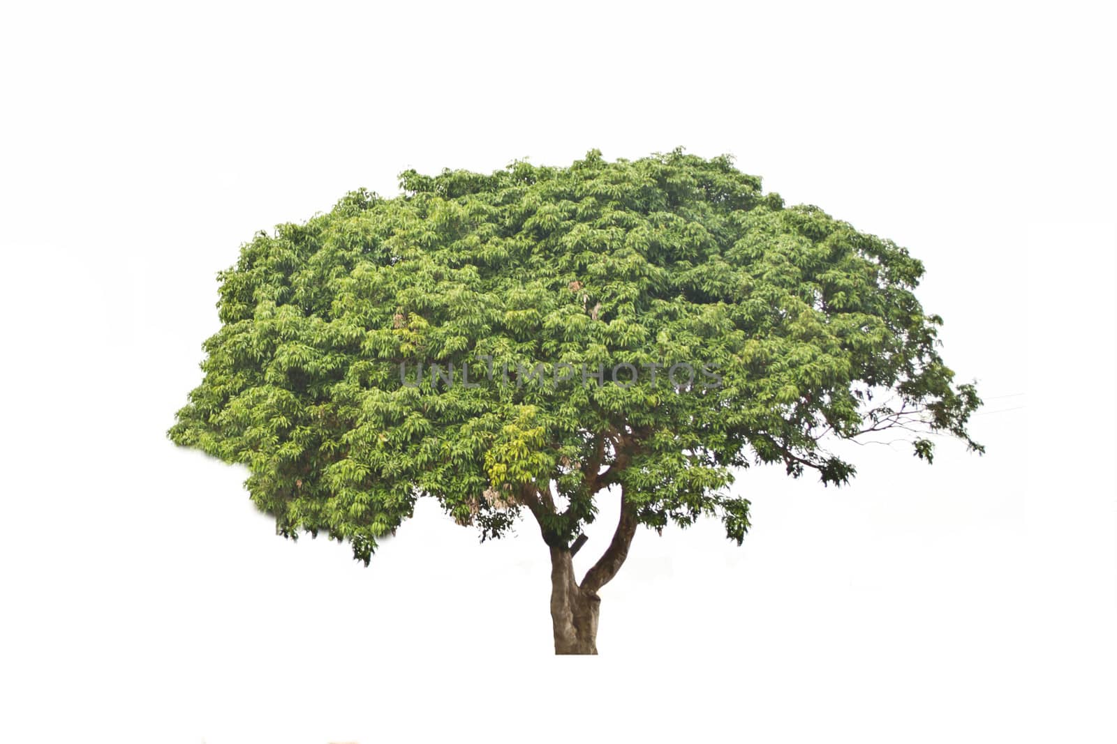 Tree isolate on a white background 