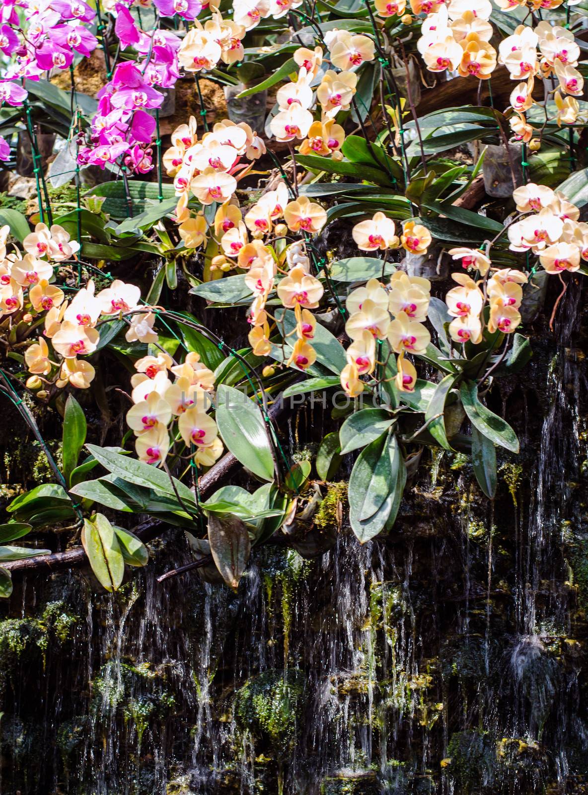 Beautiful orchid with waterfall