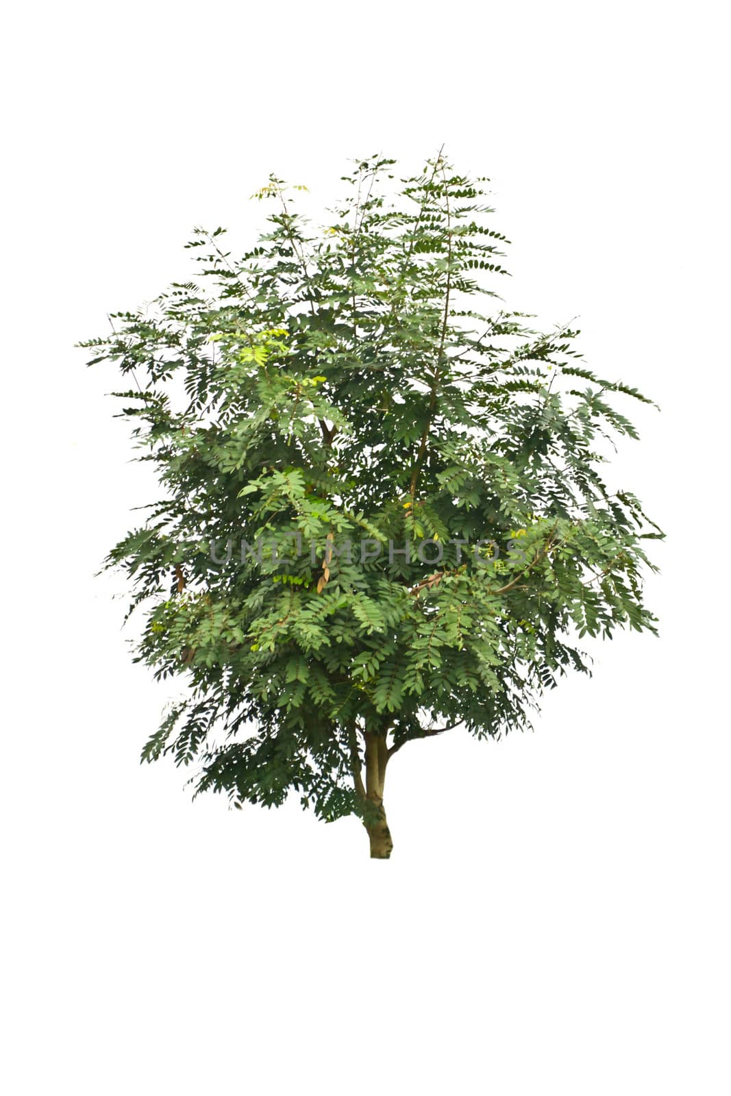 Tree isolate on a white background