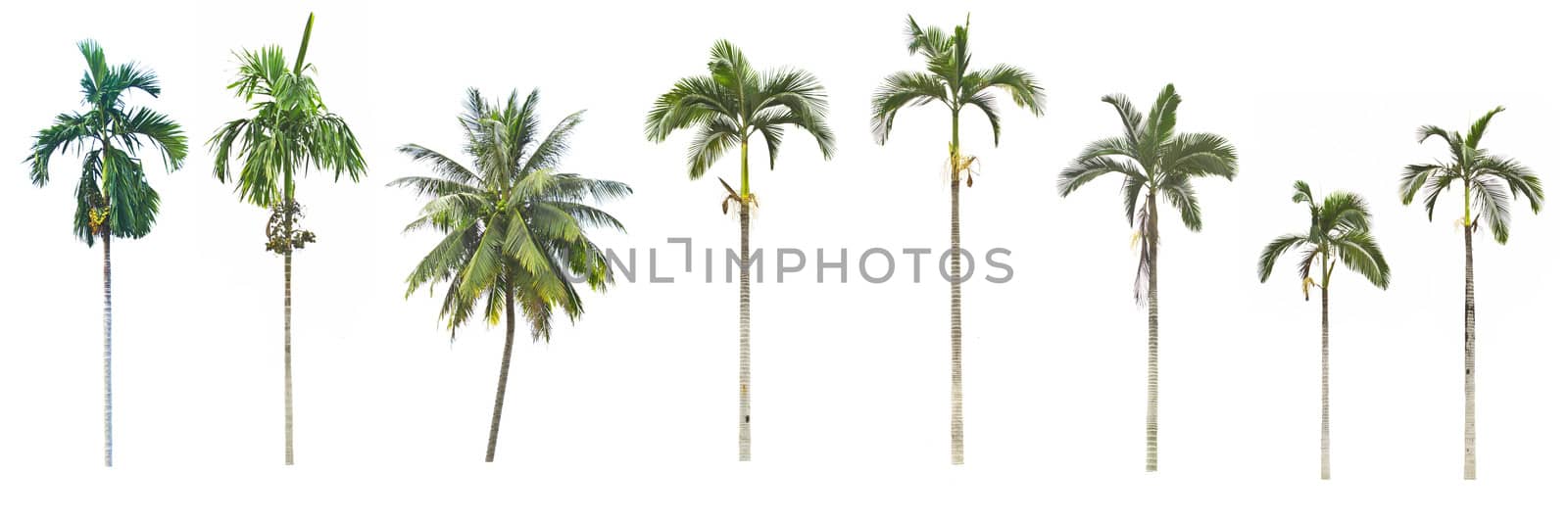 Set of palm and coconut trees on white background 