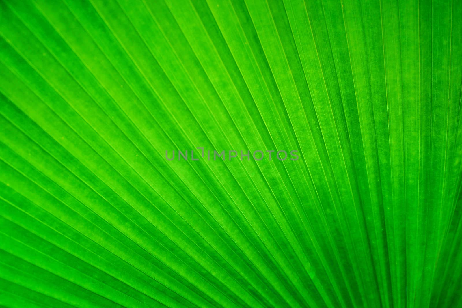 Abstract image of Green Palm leaves in nature