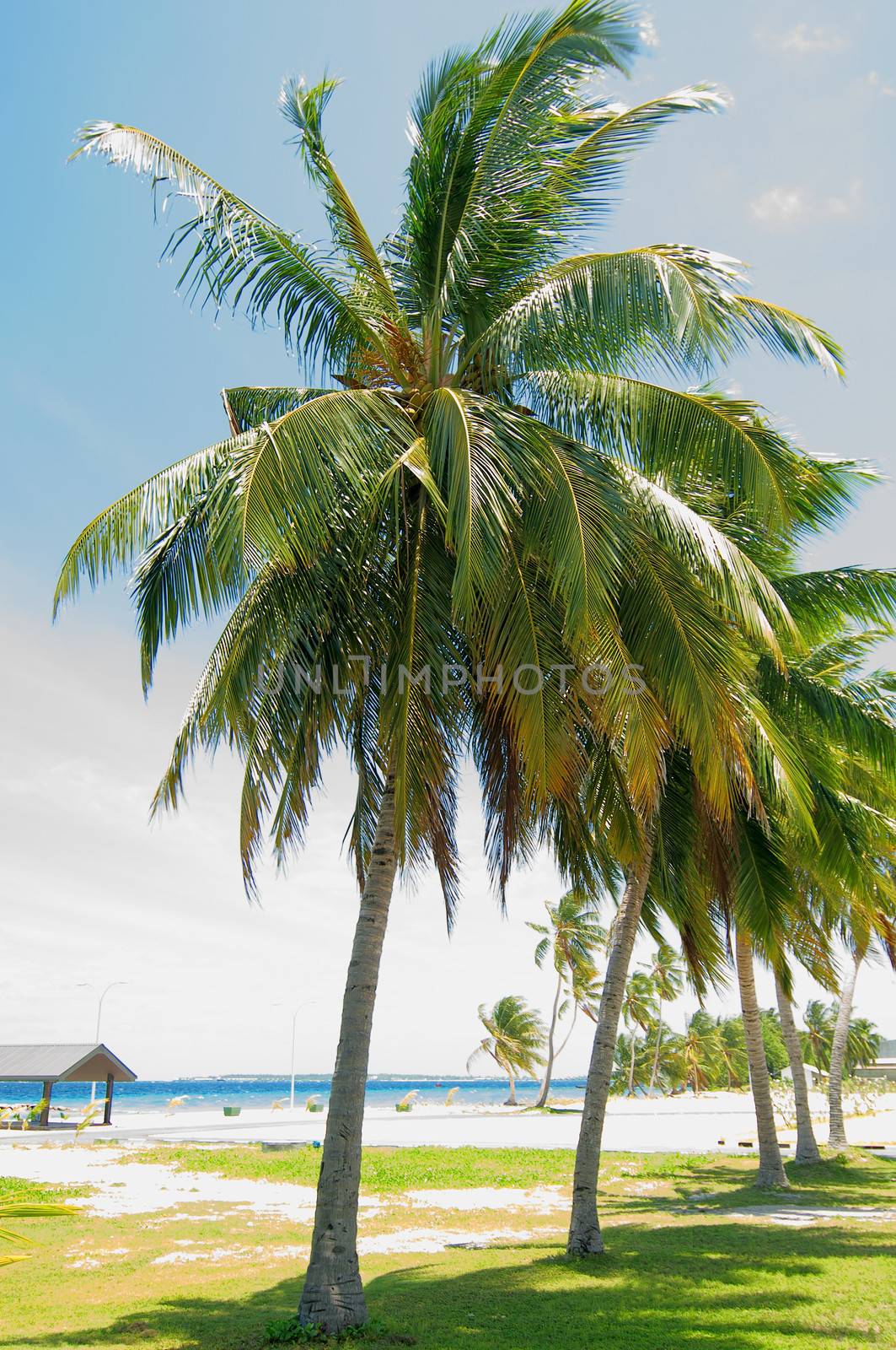 Palm Tree Alley on Blue Cloud background Outdoors