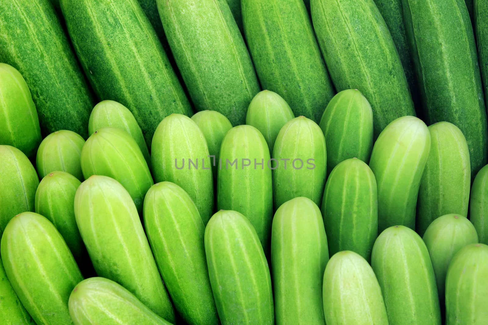 Fresh green cucumber collection outdoor on market
