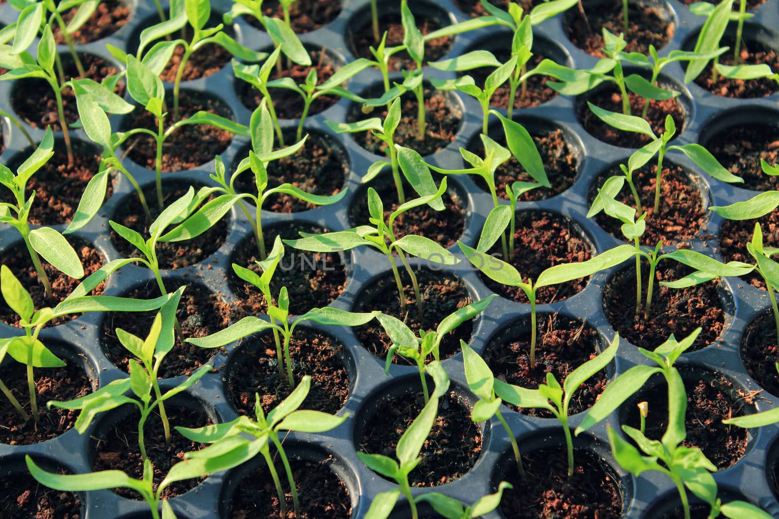 Fresh peppers seedlings in a vegetable tray