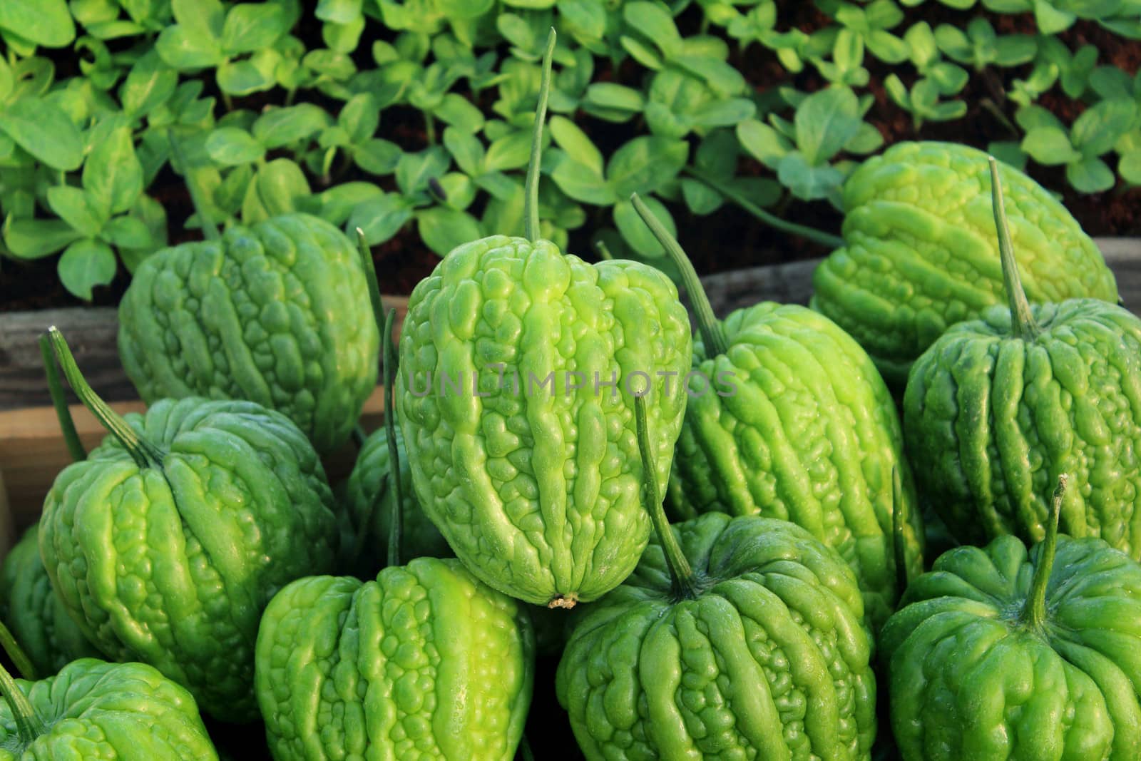 Bitter melon