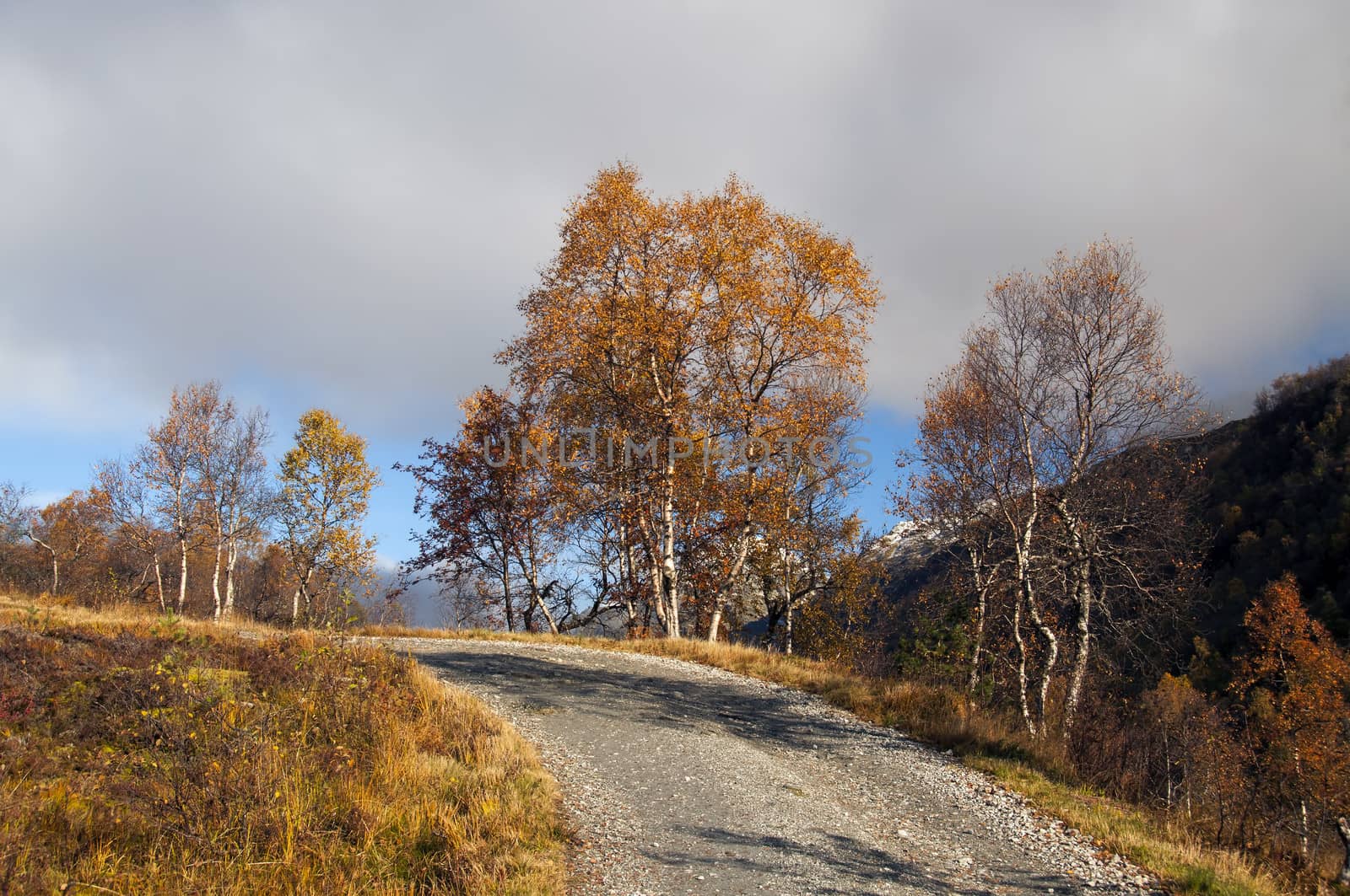 A road to the top in autumn