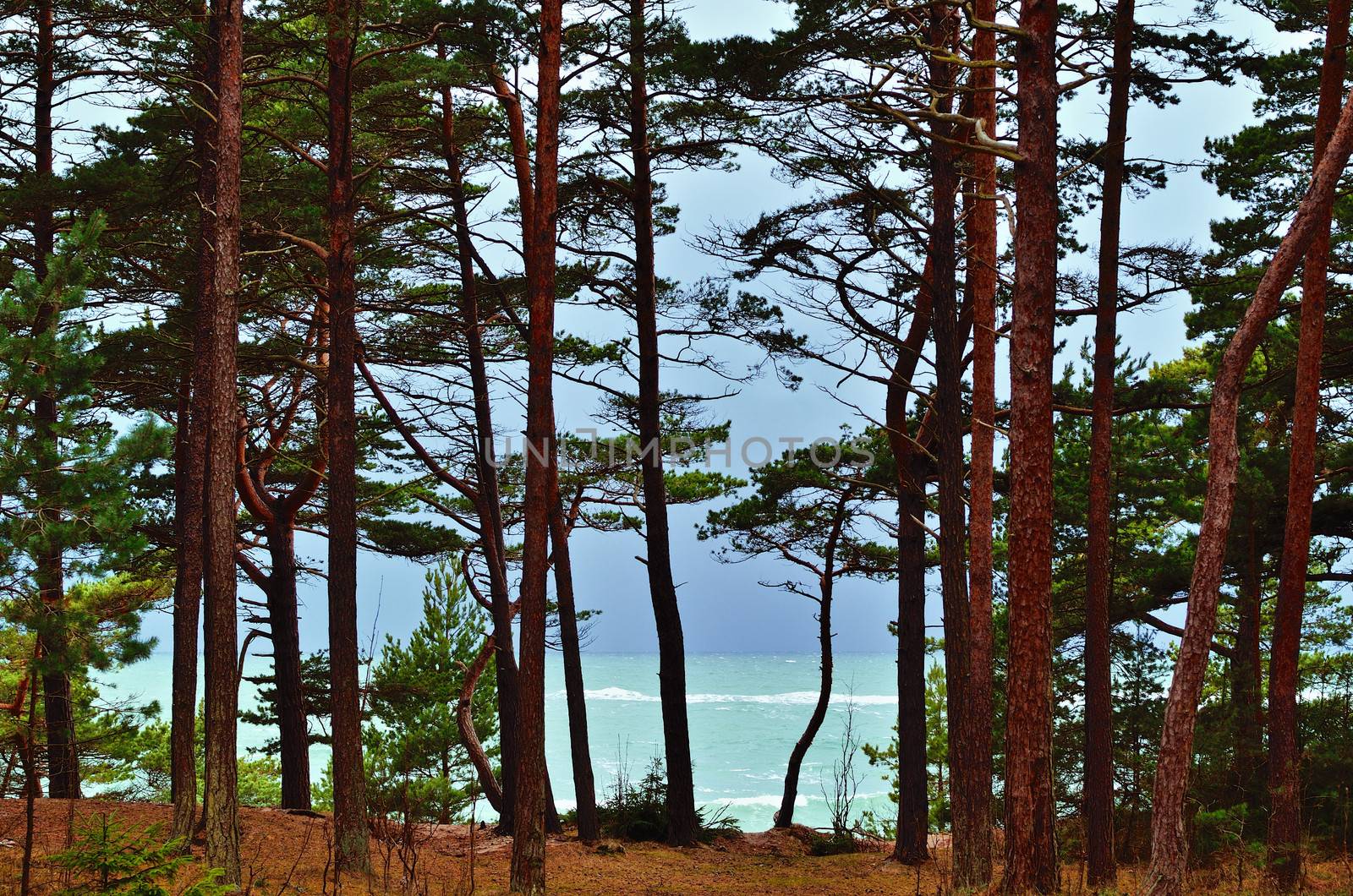 Coniferous forest by the sea in the morning