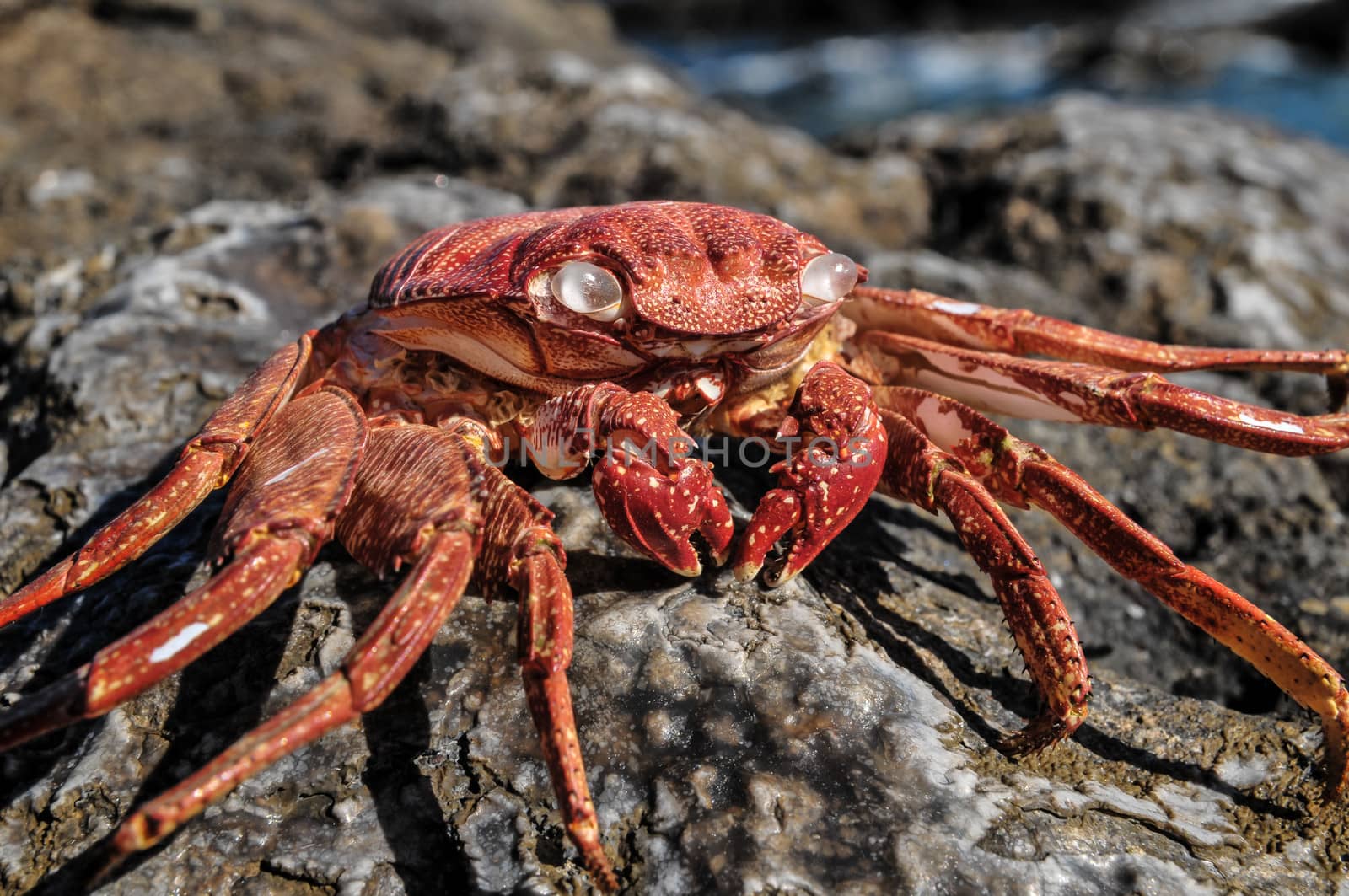 Orange Crab on Volcanic Rocks near the Atlantic Ocean