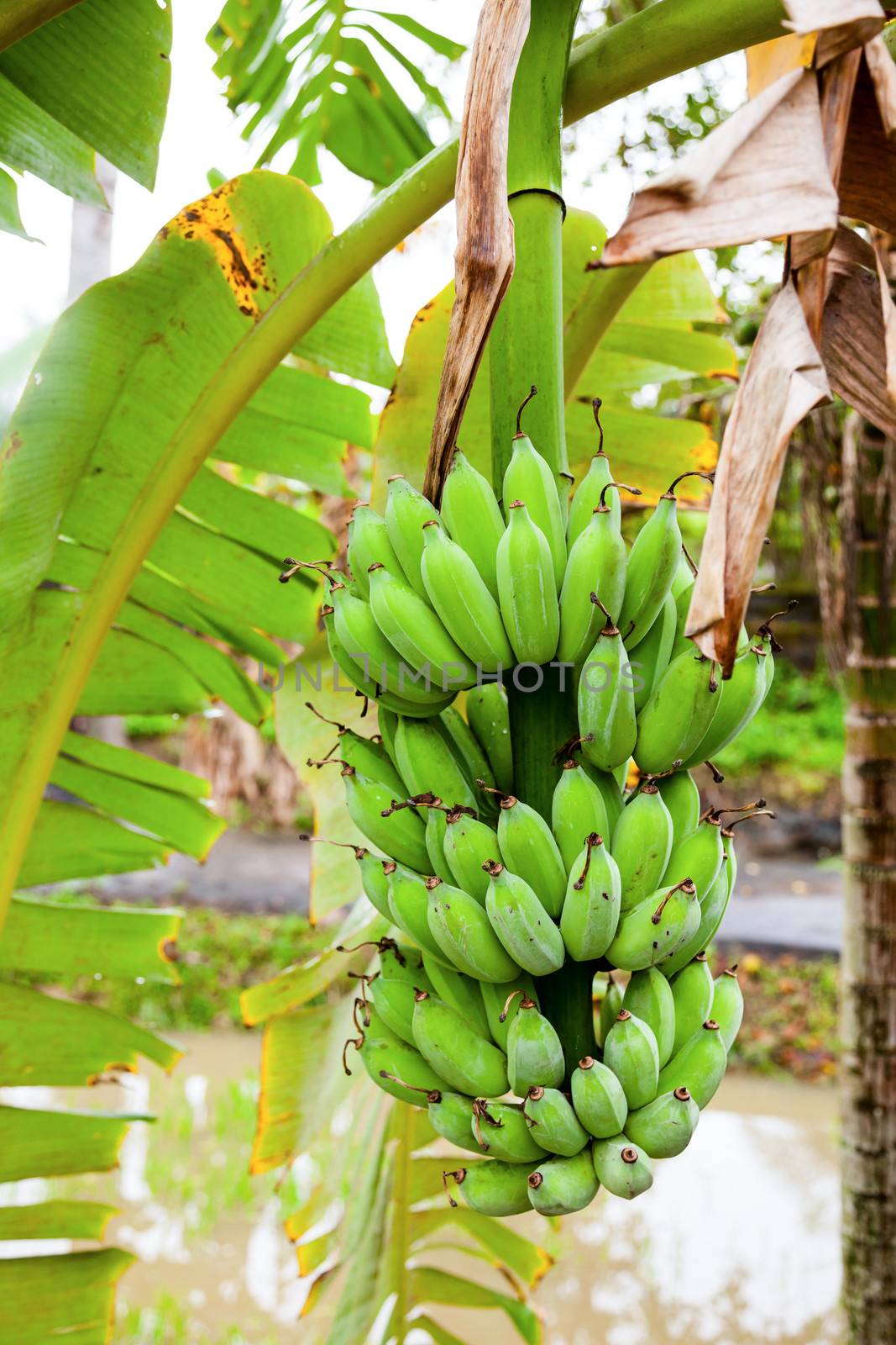 Banana fruit by naumoid
