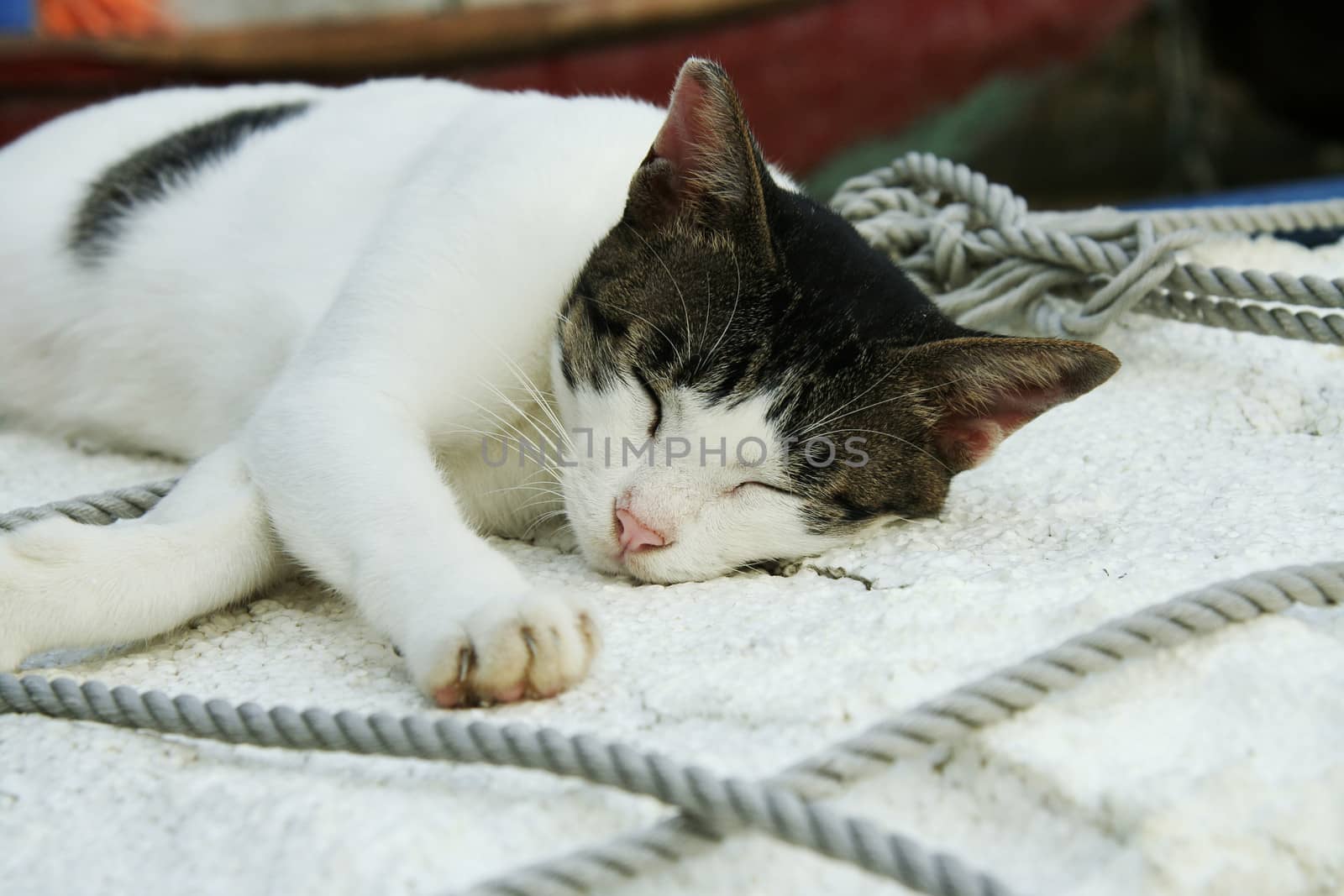 cat sleeping in shipyard outdoor Hong Kong