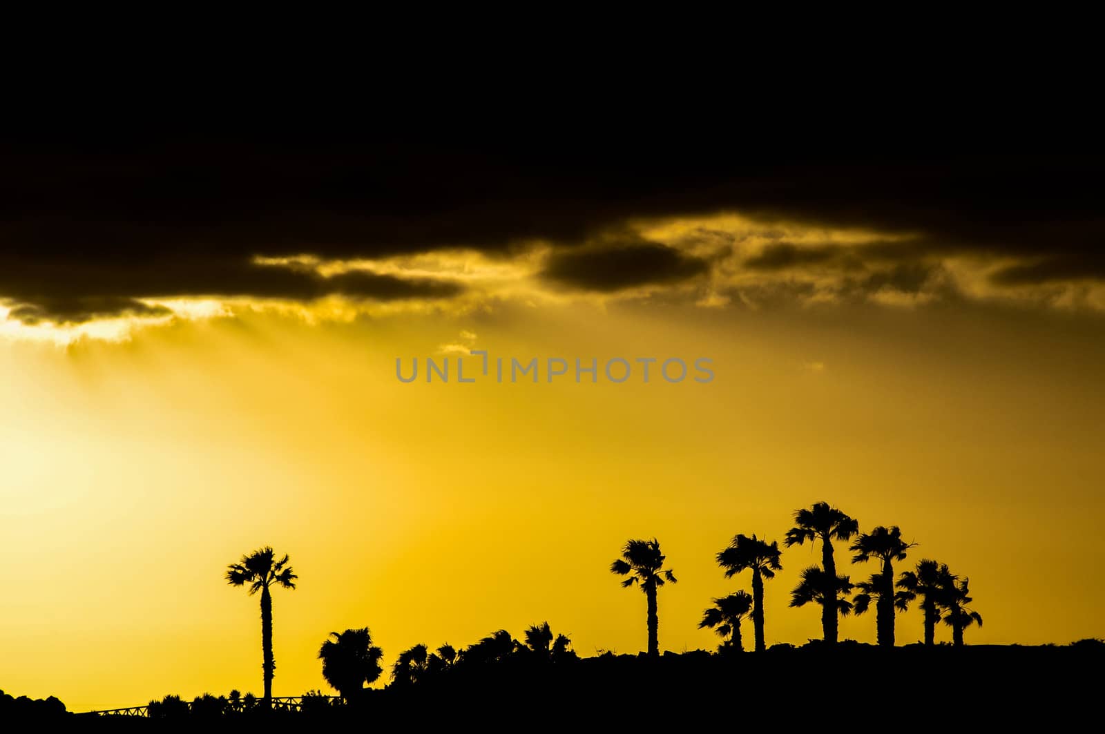 Silhouette of a palm tree at sunset in countryside