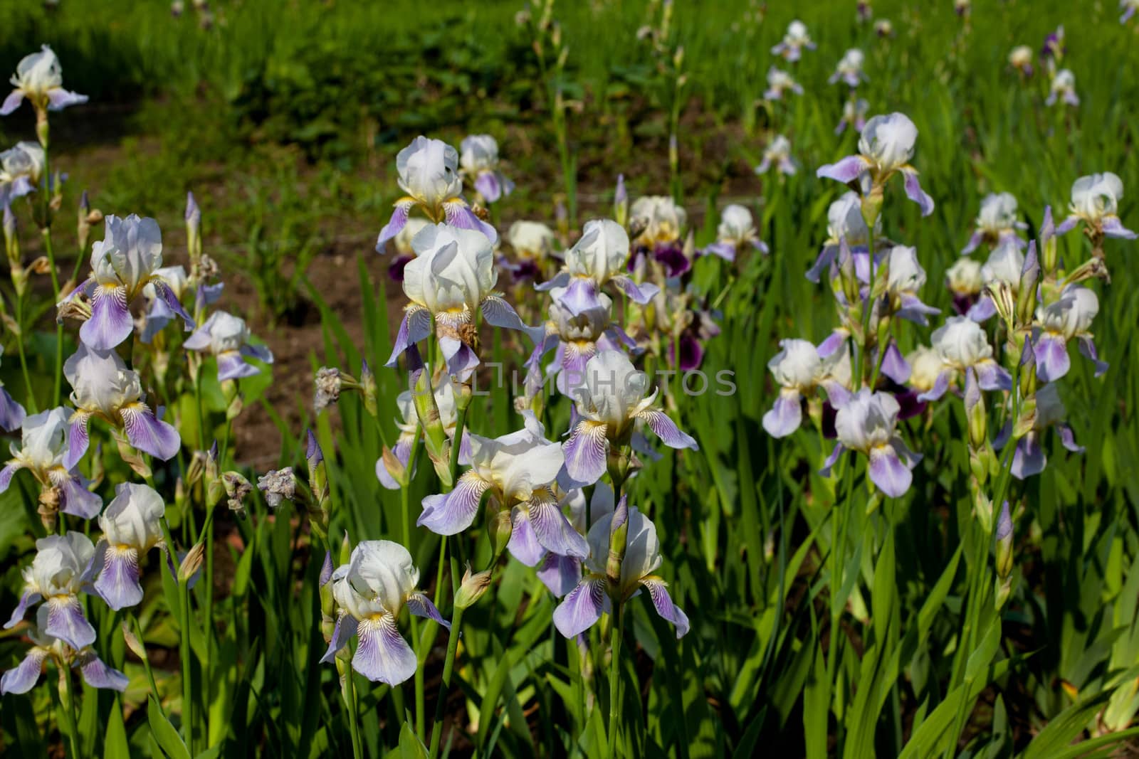 Purple irises by foaloce