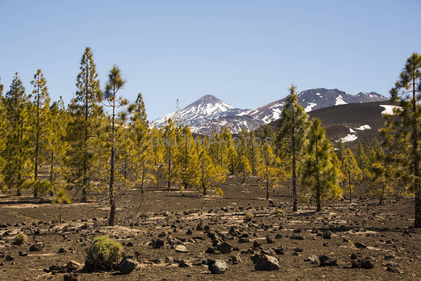 A yellow pine tree forest in front of the volcano Teide on Tenerife,Canary Islands