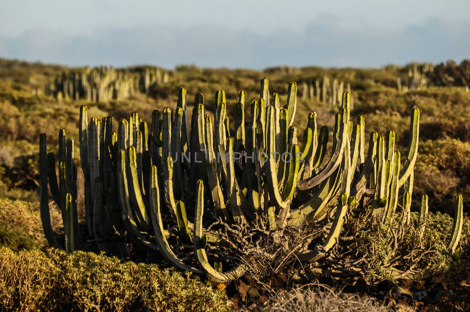 Cactus in the Desert at Sunset Tenerife South Canary Islands Spain