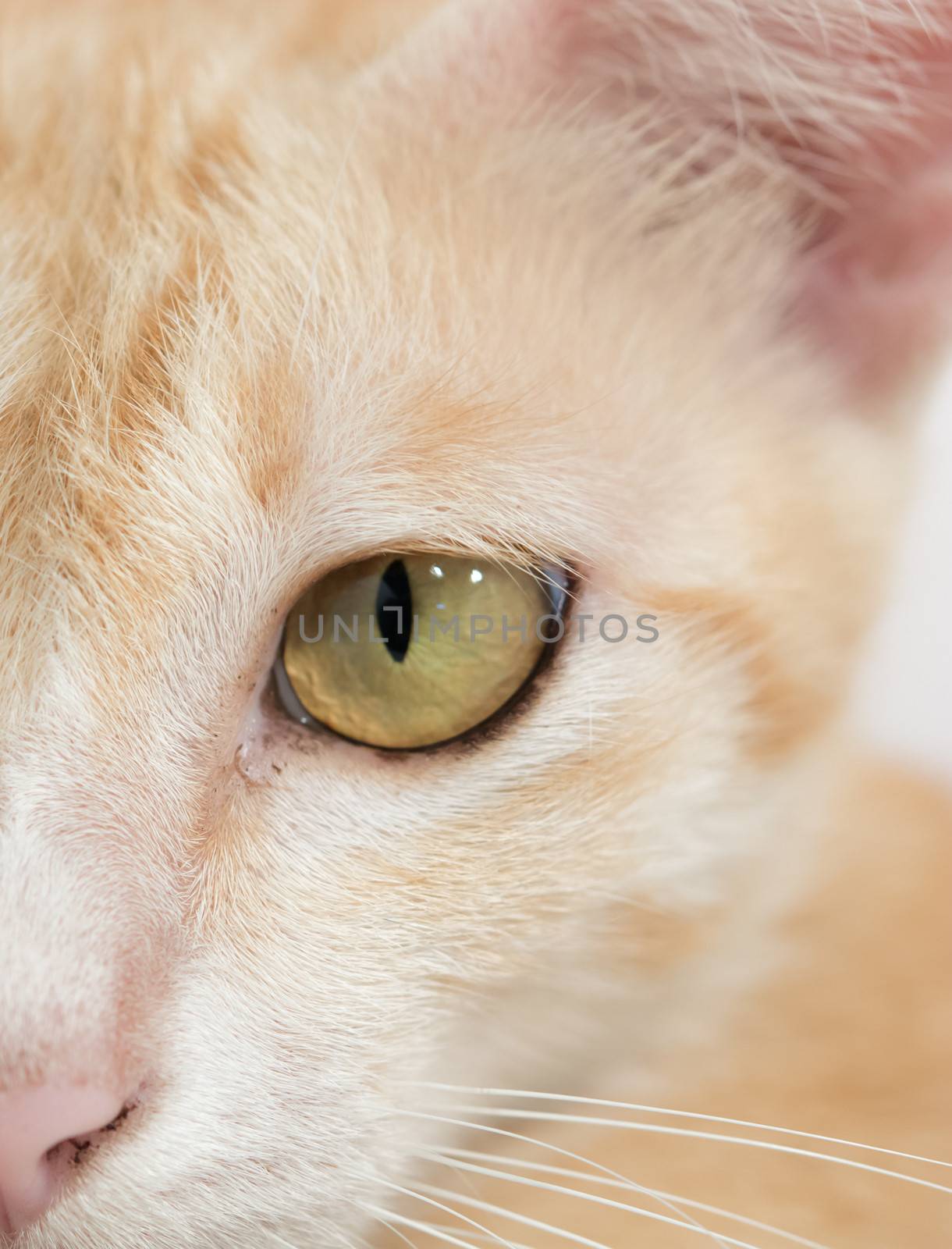 Orange cat face isolated by Sorapop