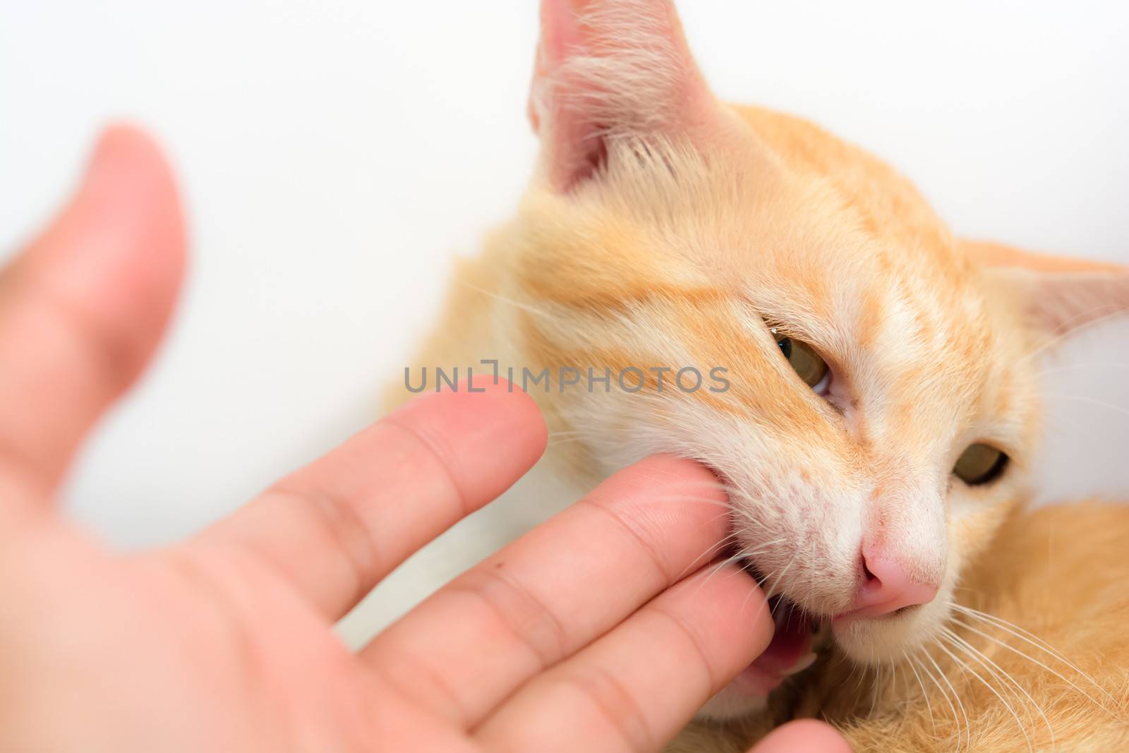 cat biting a hand on white background
