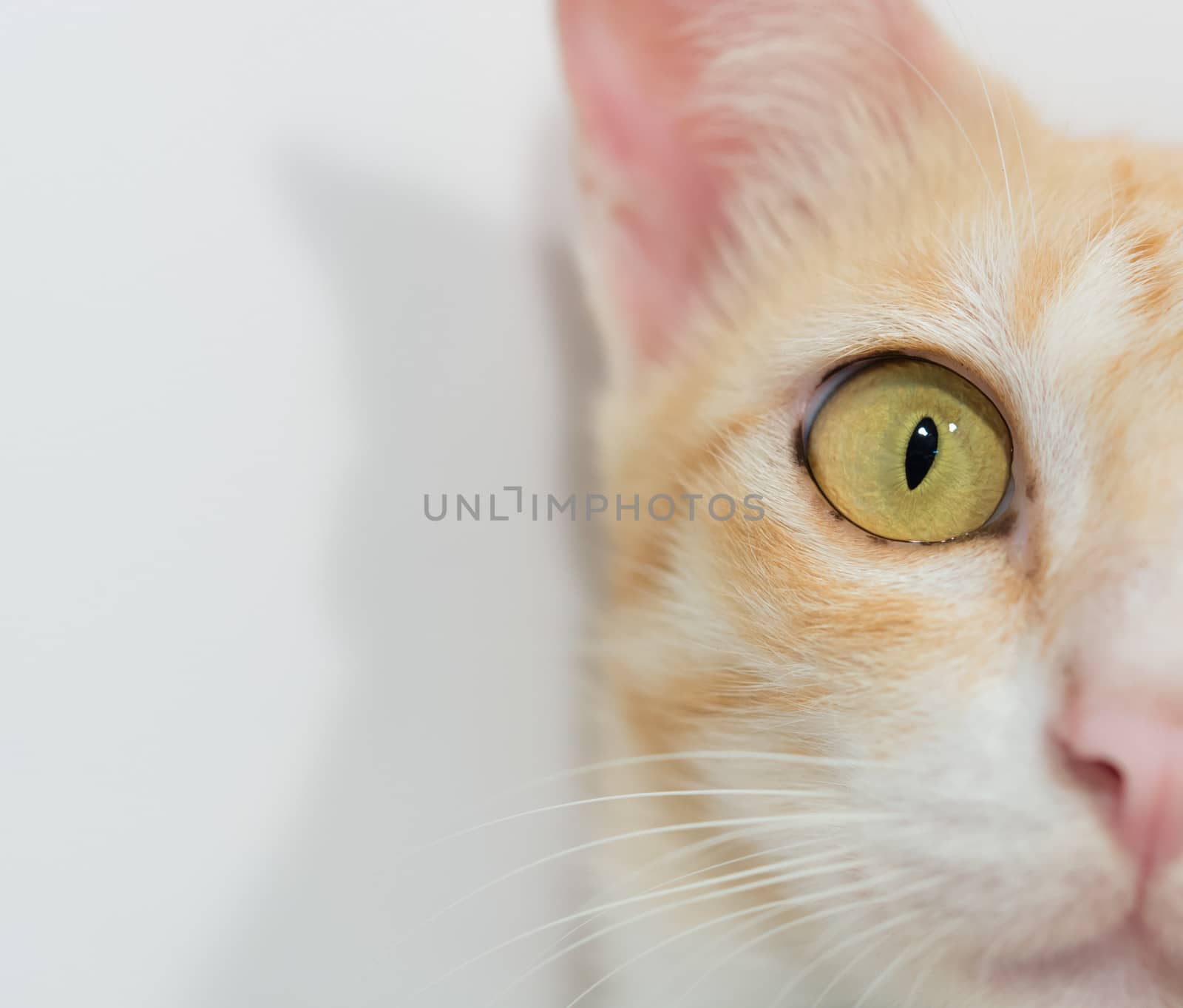 Orange cat face isolated on the white background