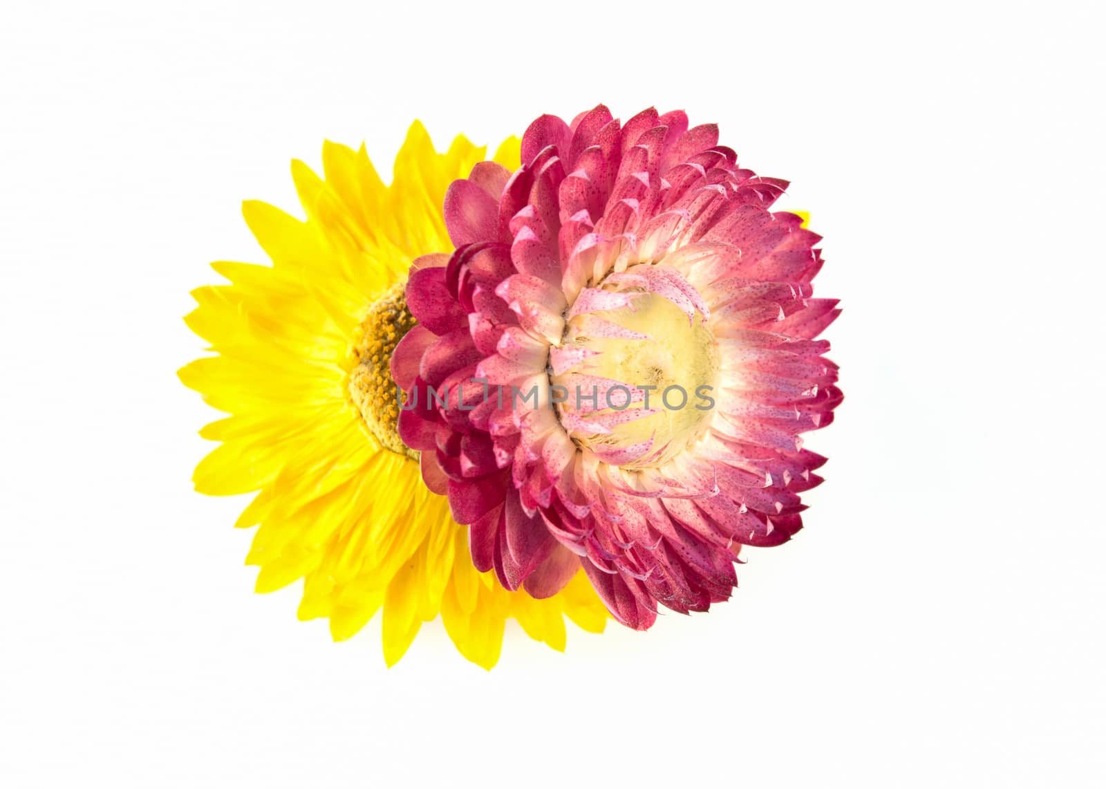 yellow and pink flower isolated by Sorapop