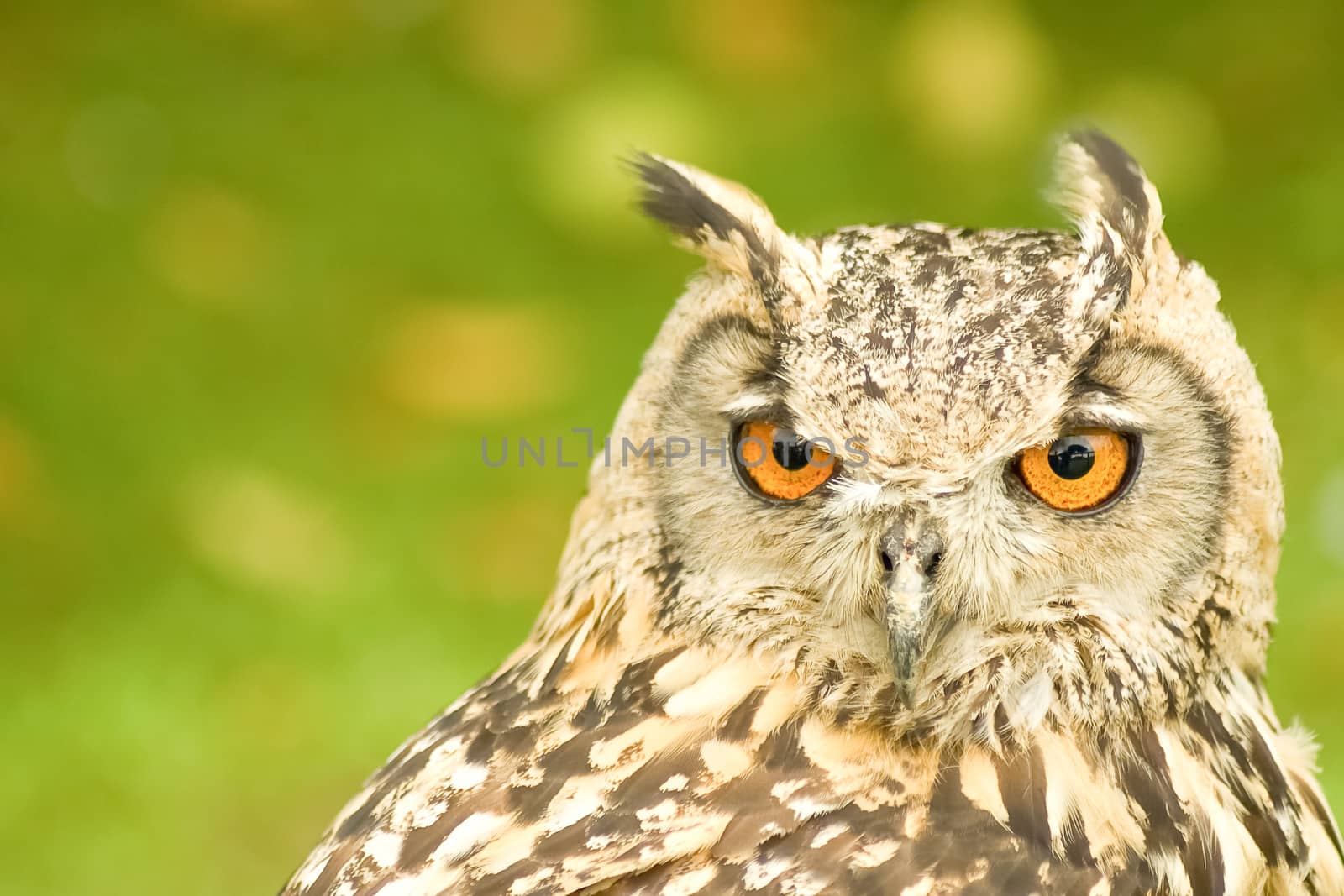 closeup head portrait of a bengal eagle owl