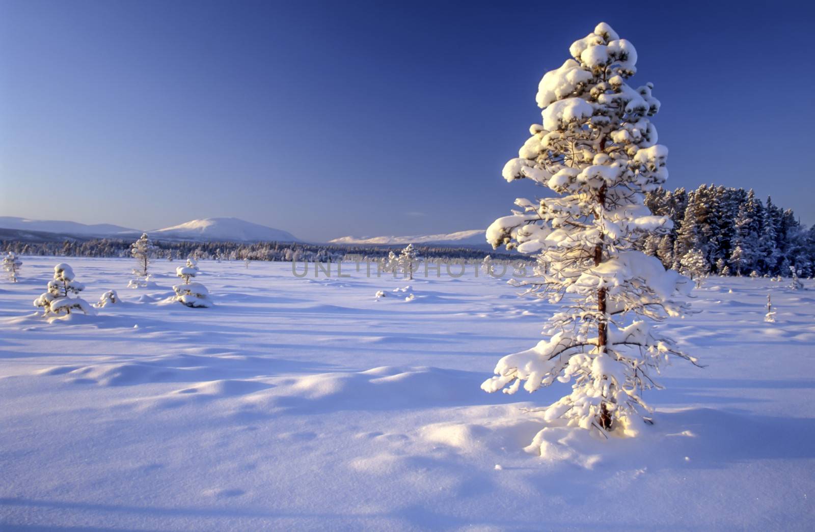 Beautiful winter landscape of snowy tree in sweden