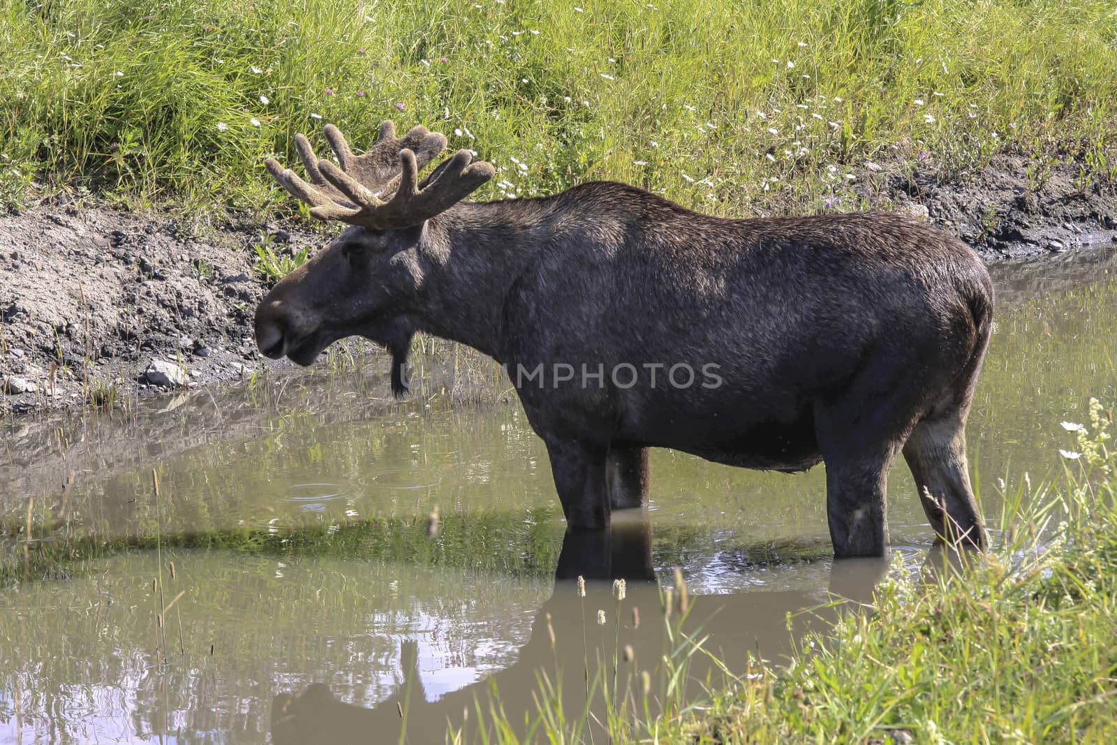 Big moose standing in the water